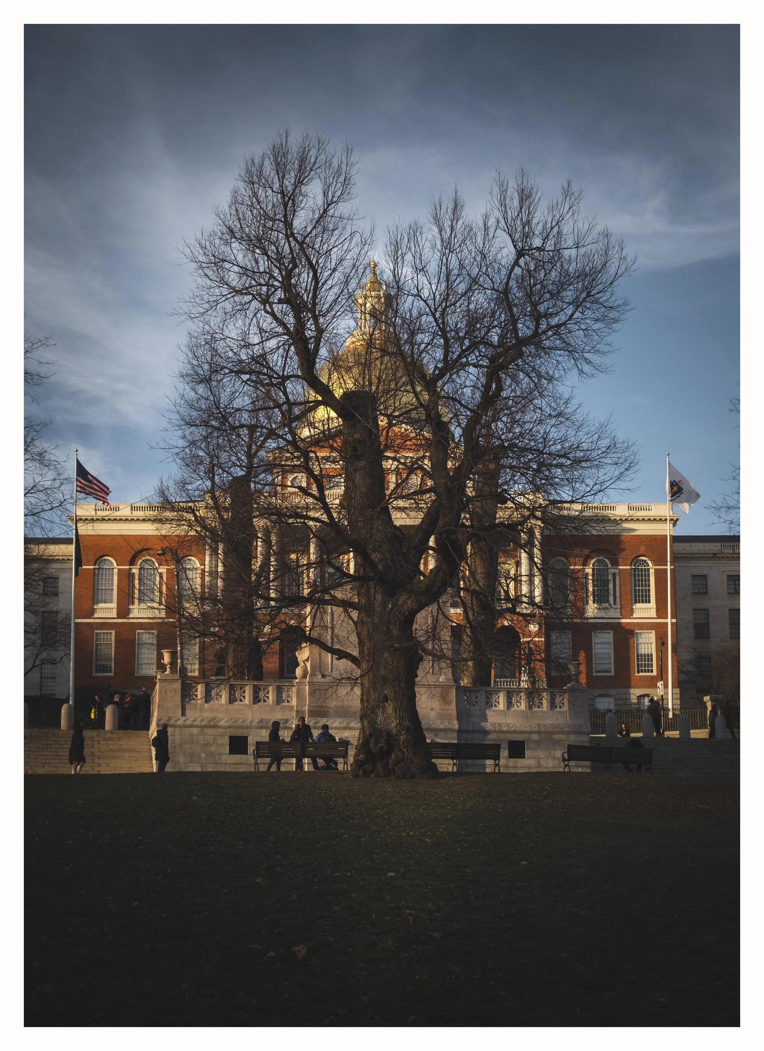 State house tree - narrow matted.jpg