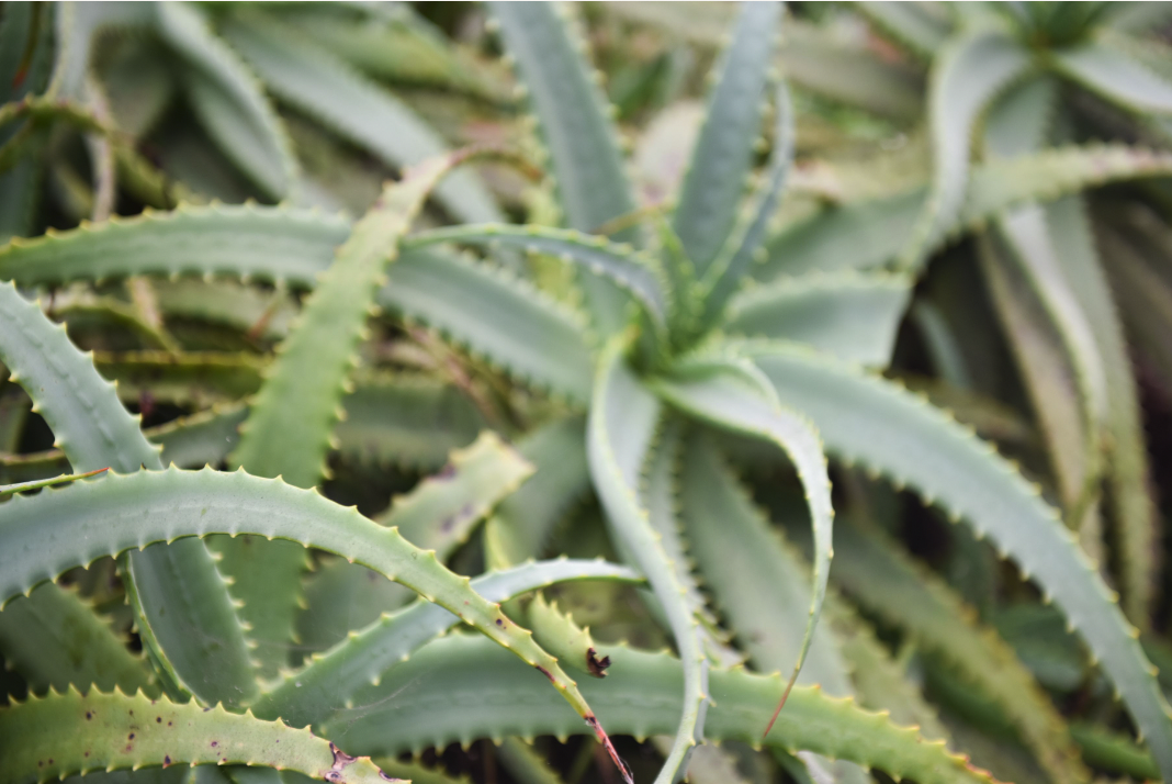 Screen Shot 2022-10-13 at 4.34.09 PM.png