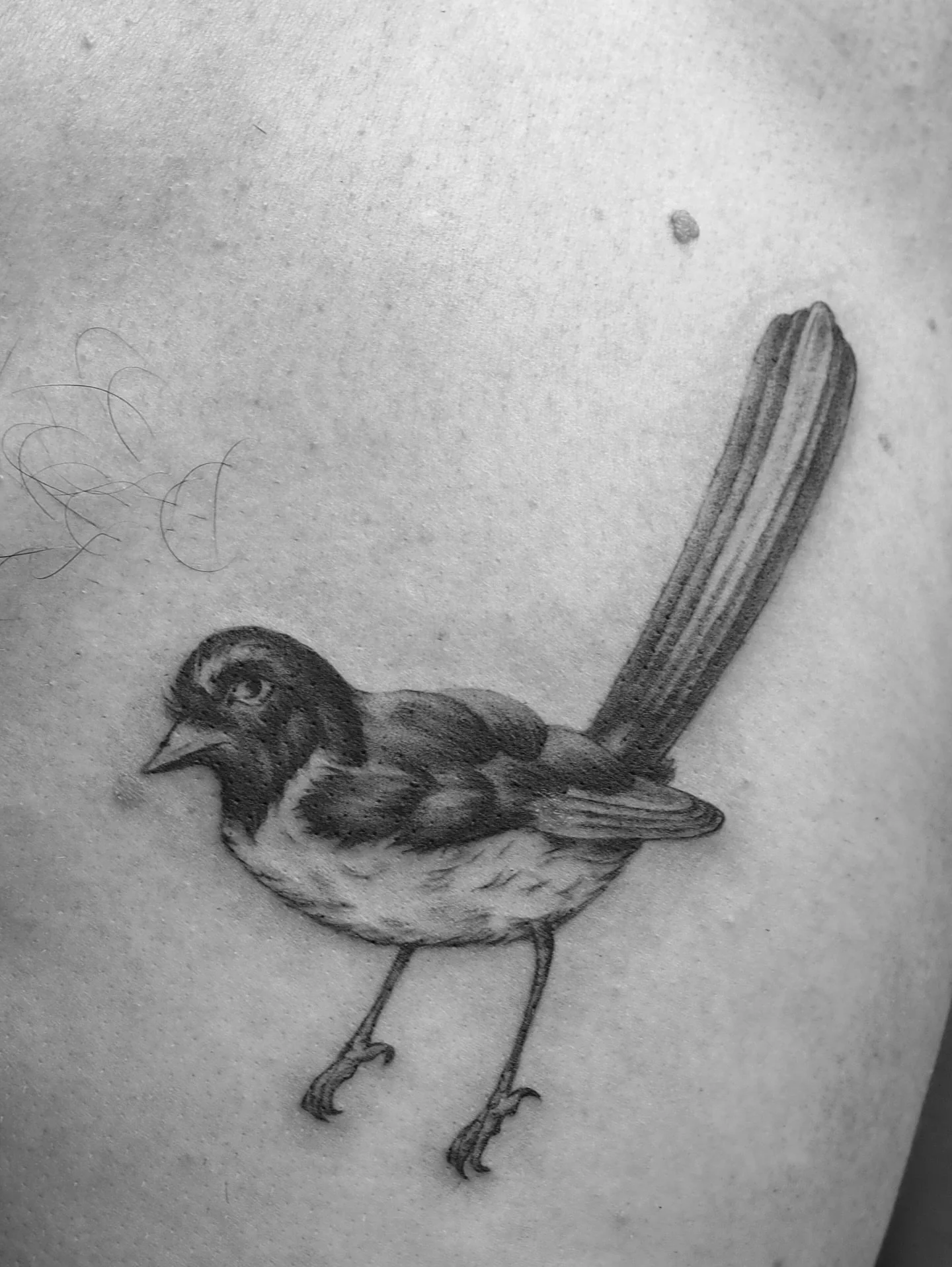 Willy wag tail for @lachy.m_