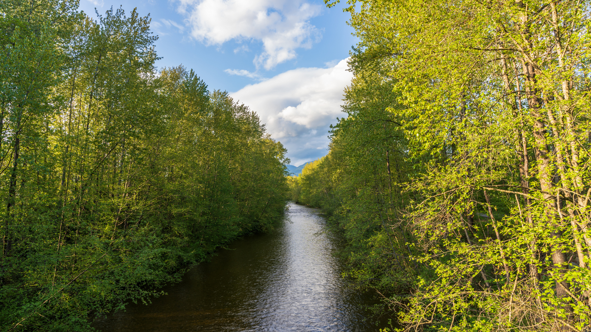 A peaceful river flowing through a dense green forest on a sunny day, with blue sky and white clouds overhead.