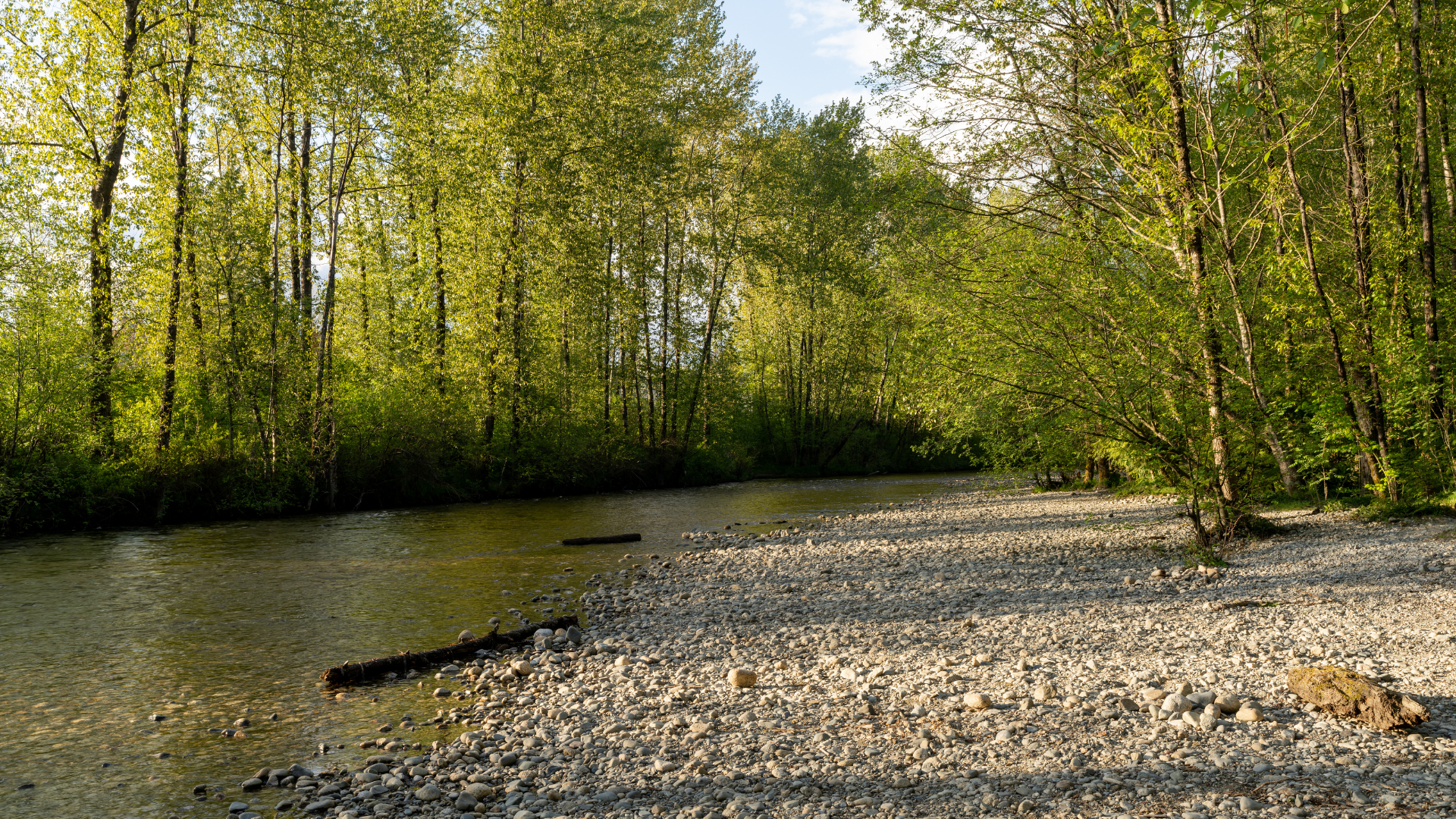A peaceful river flowing past a gravel shoreline with green trees and leafy branches surrounding it, under a blue sky.
