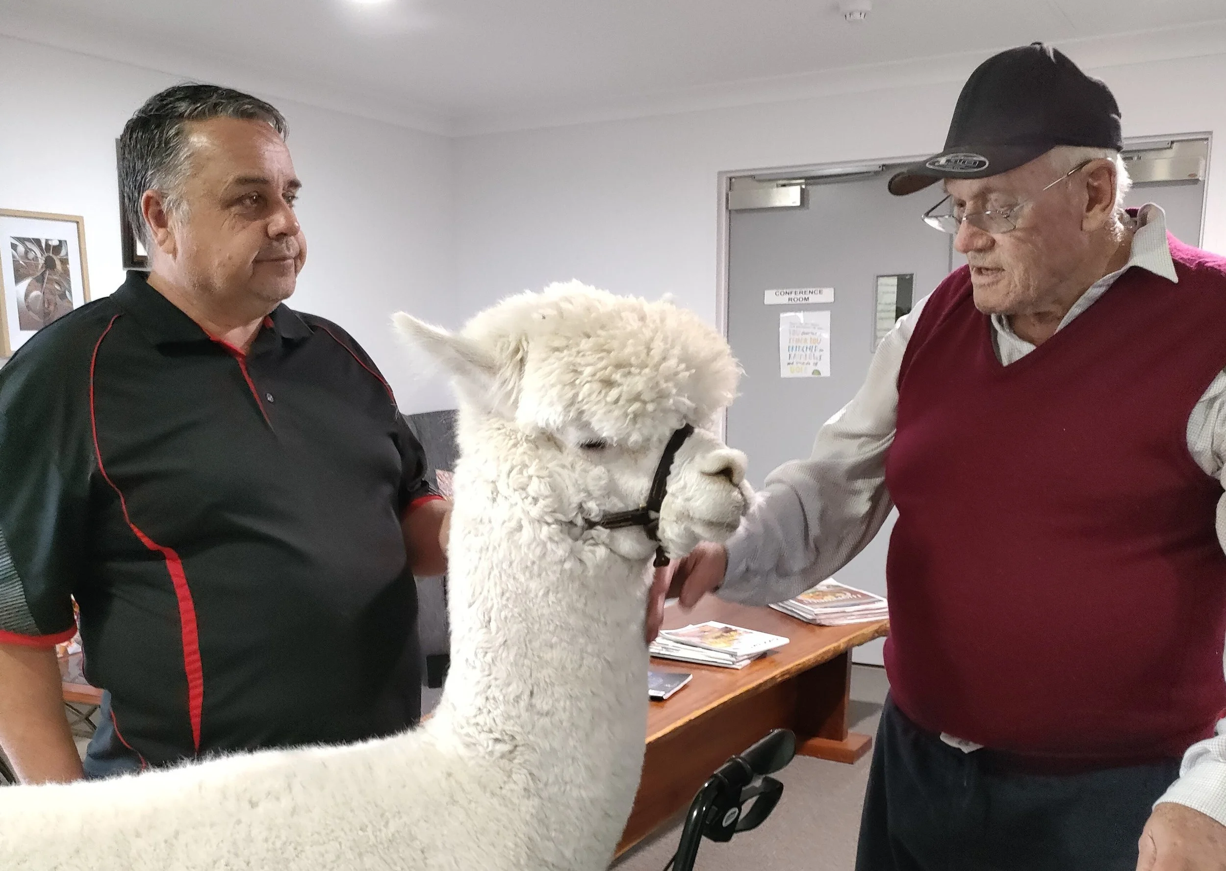 Hephner, the dapper alpaca, delights residents