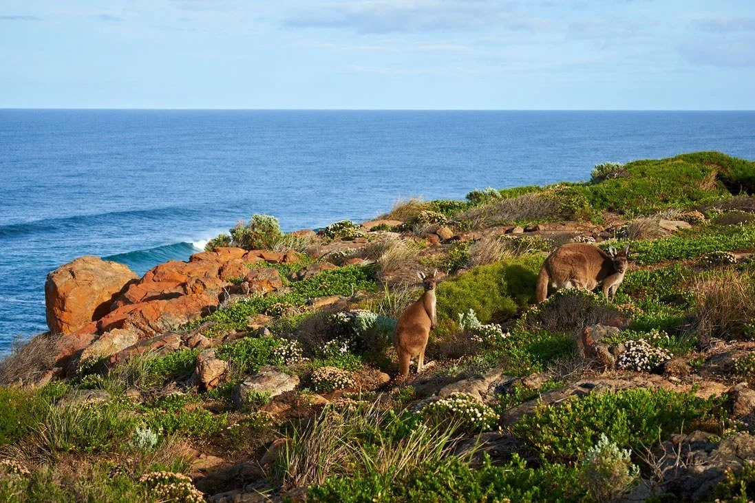 019_STOCK_high-res-Margaret-River_Kangaroos-at-Moses-Rock-20121113.jpg