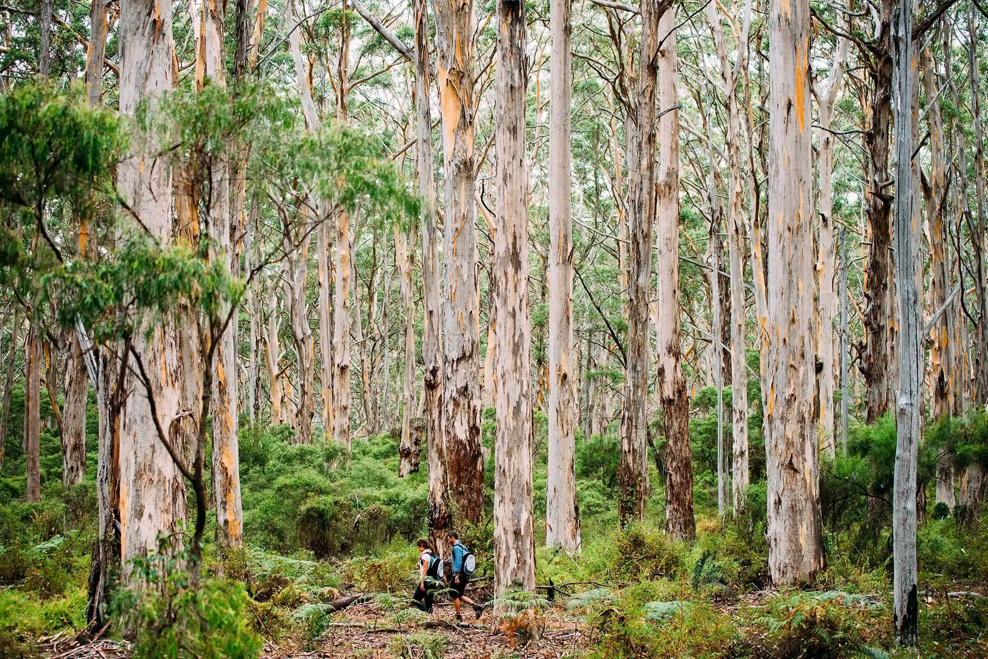 Boranup-Forest-Cape-to-Cape-Walk_-Walk-into-Luxury.webp