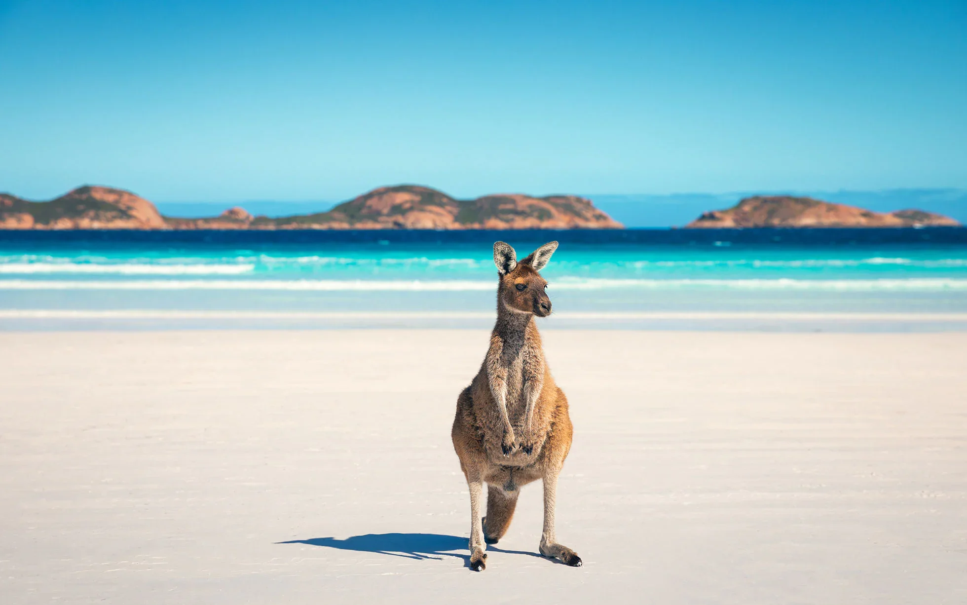 kangaroo-at-lucky-bay-espernace-western-australia-credit-tourism-australia.jpg.webp