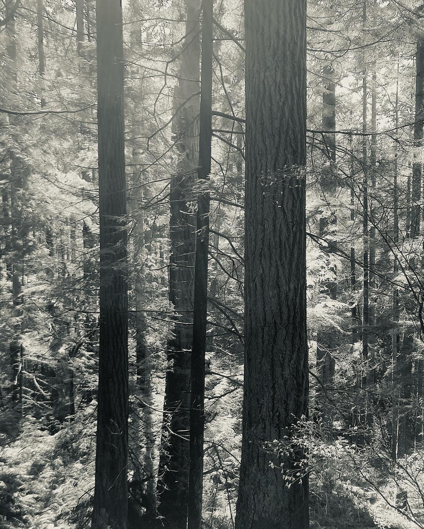 A walk in the Padden woods on a sunny day. Seeing the light filter through branches and reflect off ferns and foliage. Marveling at Helen&rsquo;s gift for capturing that light - not only on paper but on copper plate as well. Wondering where, in which