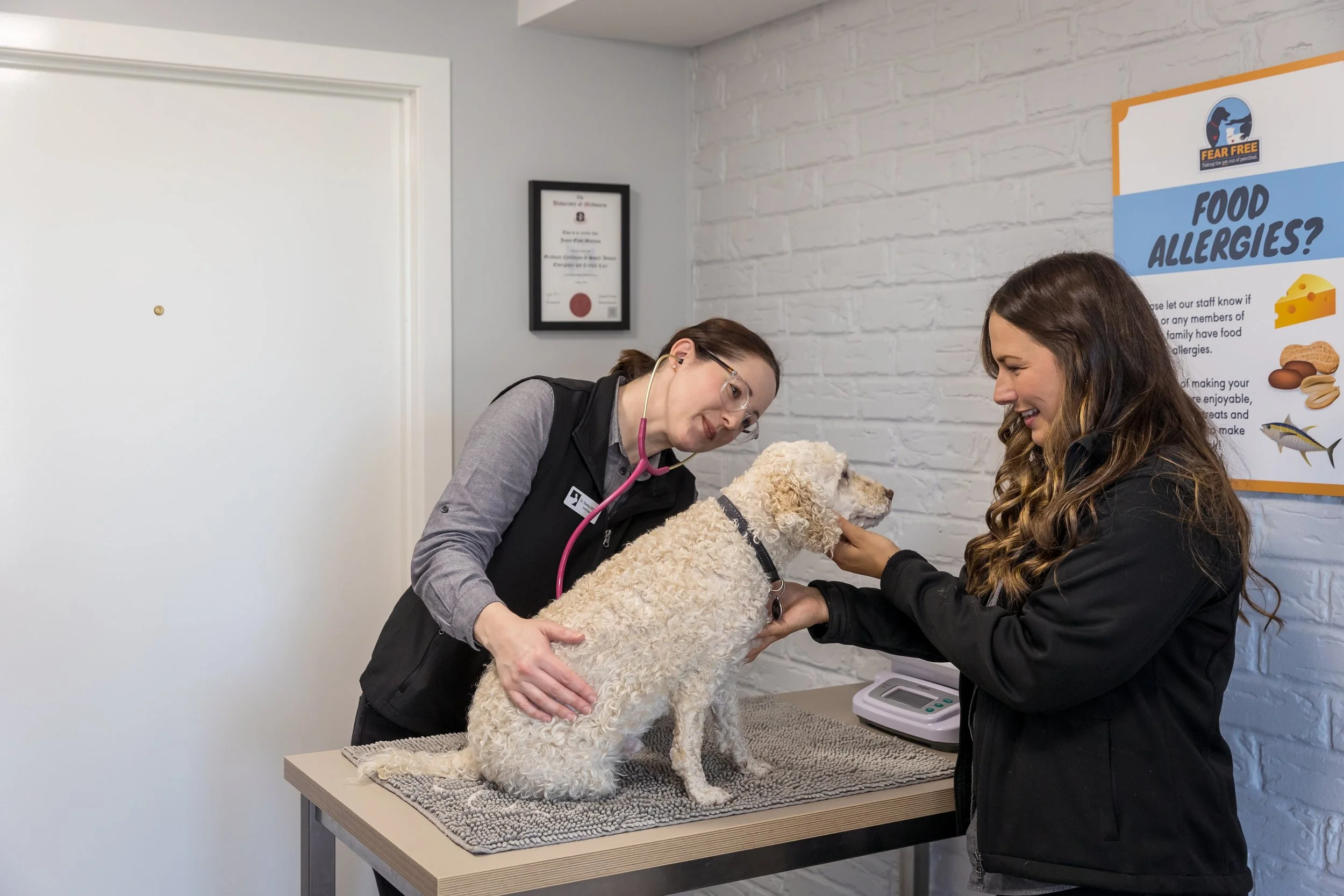 Consultations — Townsend Veterinary Clinic Albury Wodonga