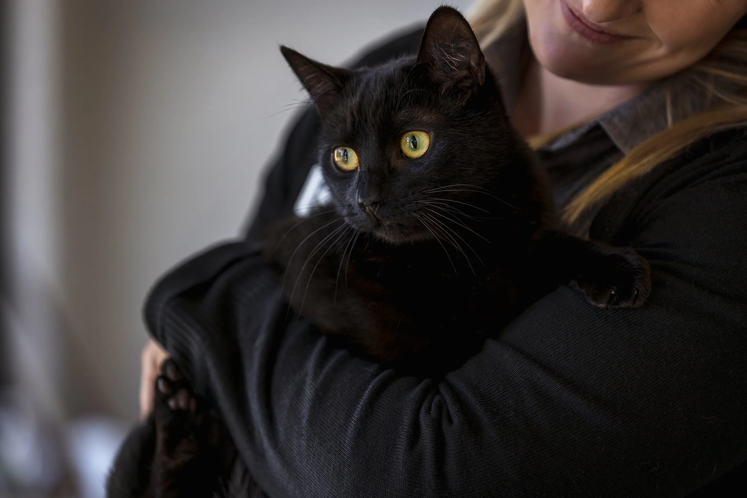 Townsend Veterinary Clinic Albury Wodonga