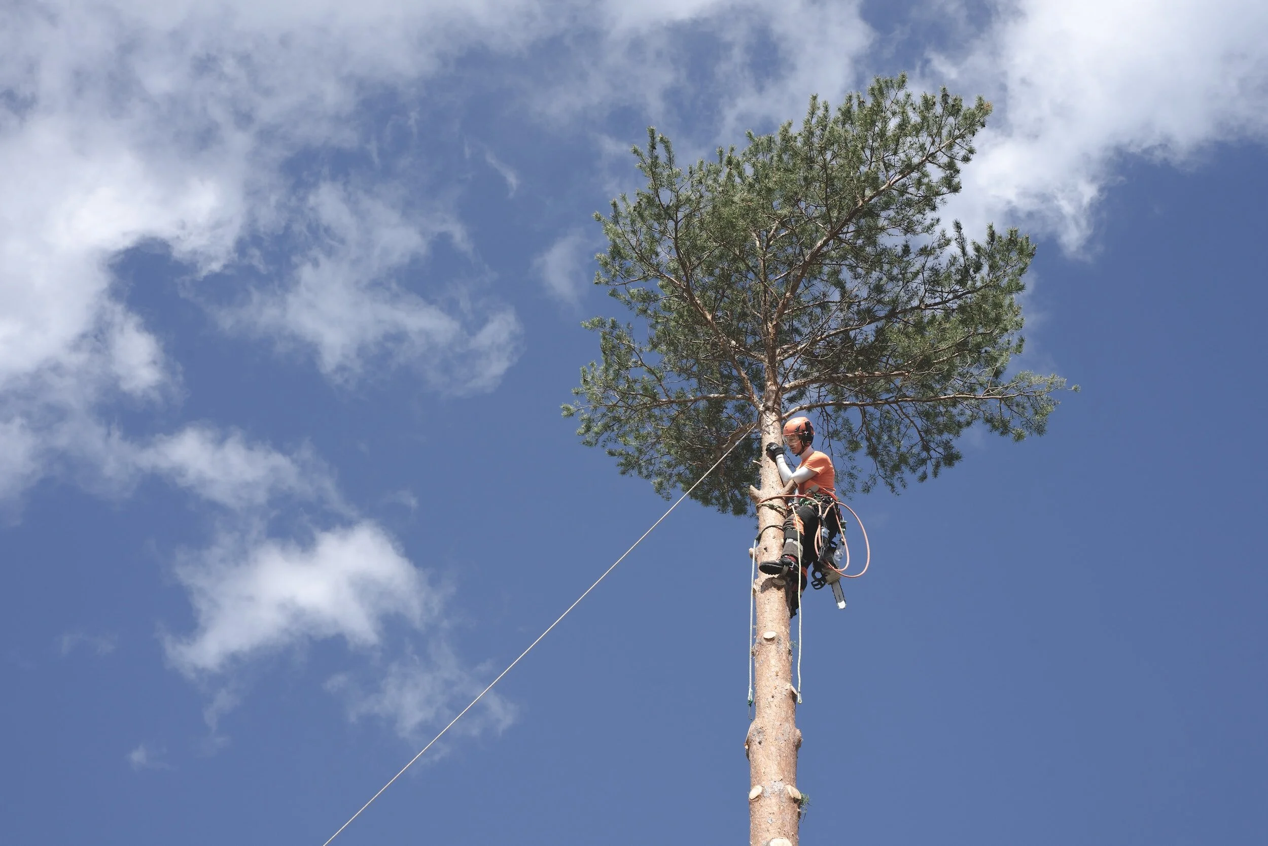 Tree removal services