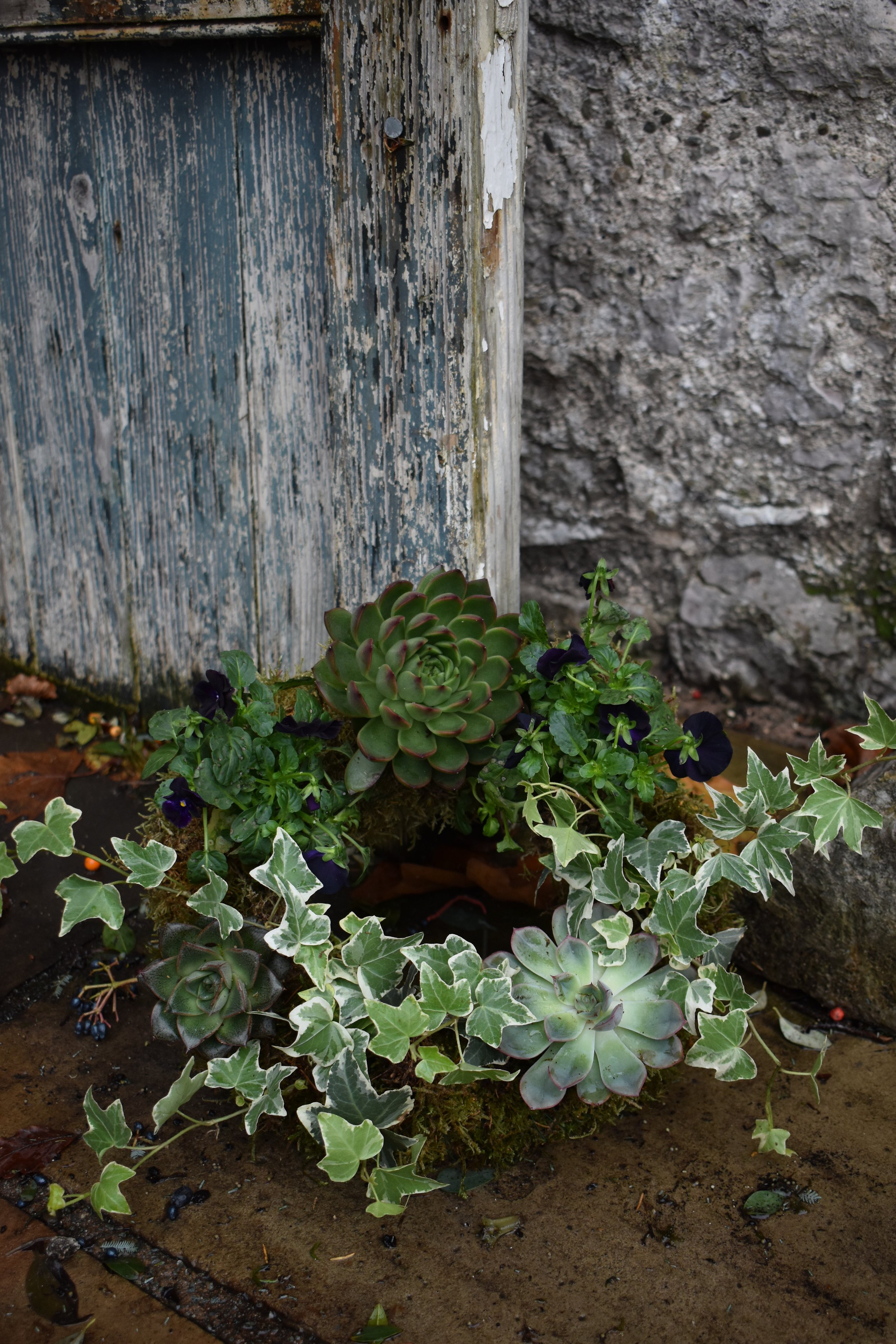 Living wreath 4.jpeg