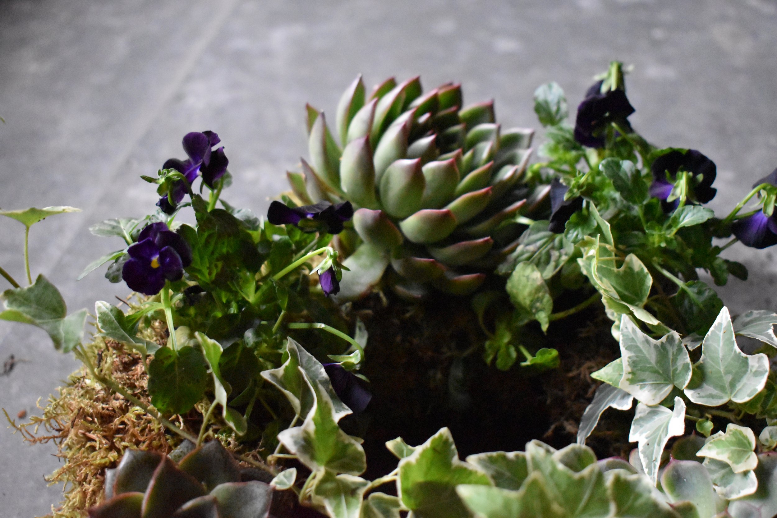 Living Wreath 3.jpeg