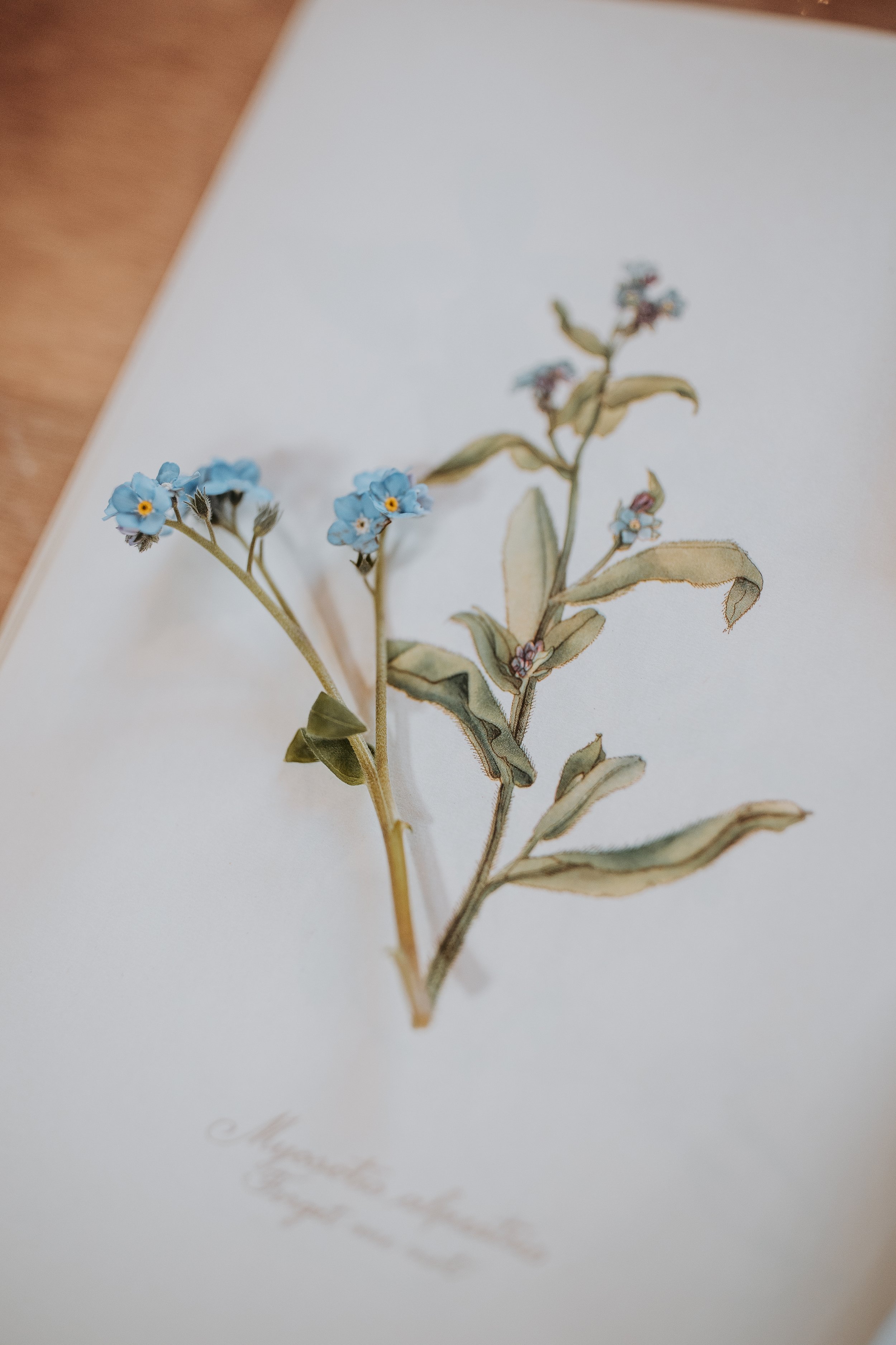 Forget-me-not flower