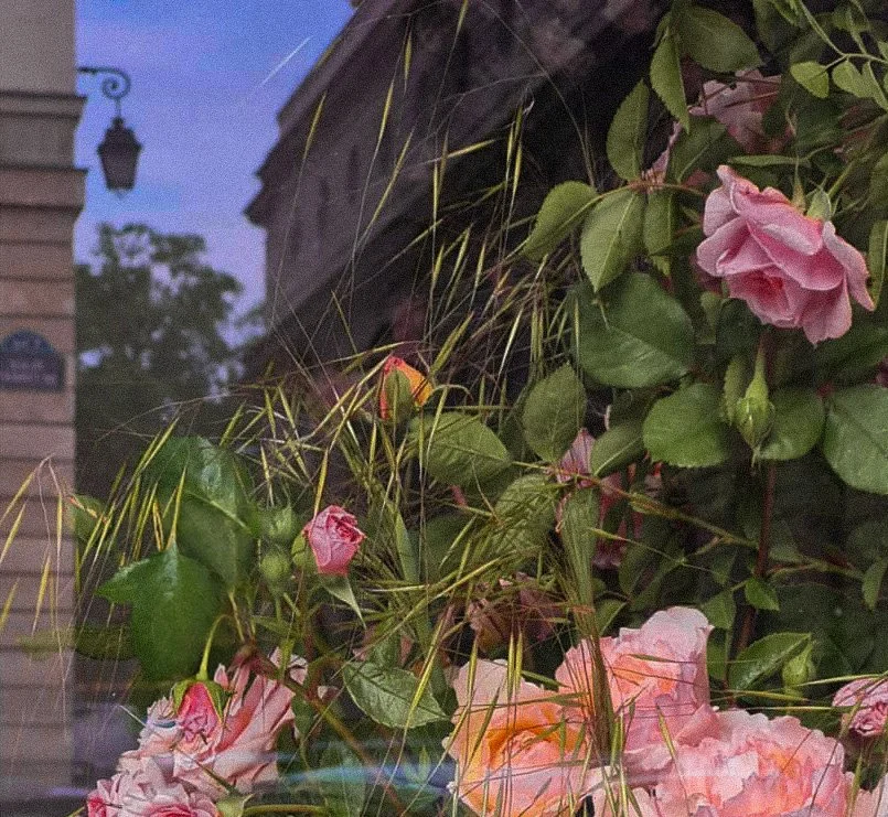 Fleurs roses et feuilles vertes à l'extérieur, avec un bâtiment et une lampe en arrière-plan dans un ciel crépusculaire.