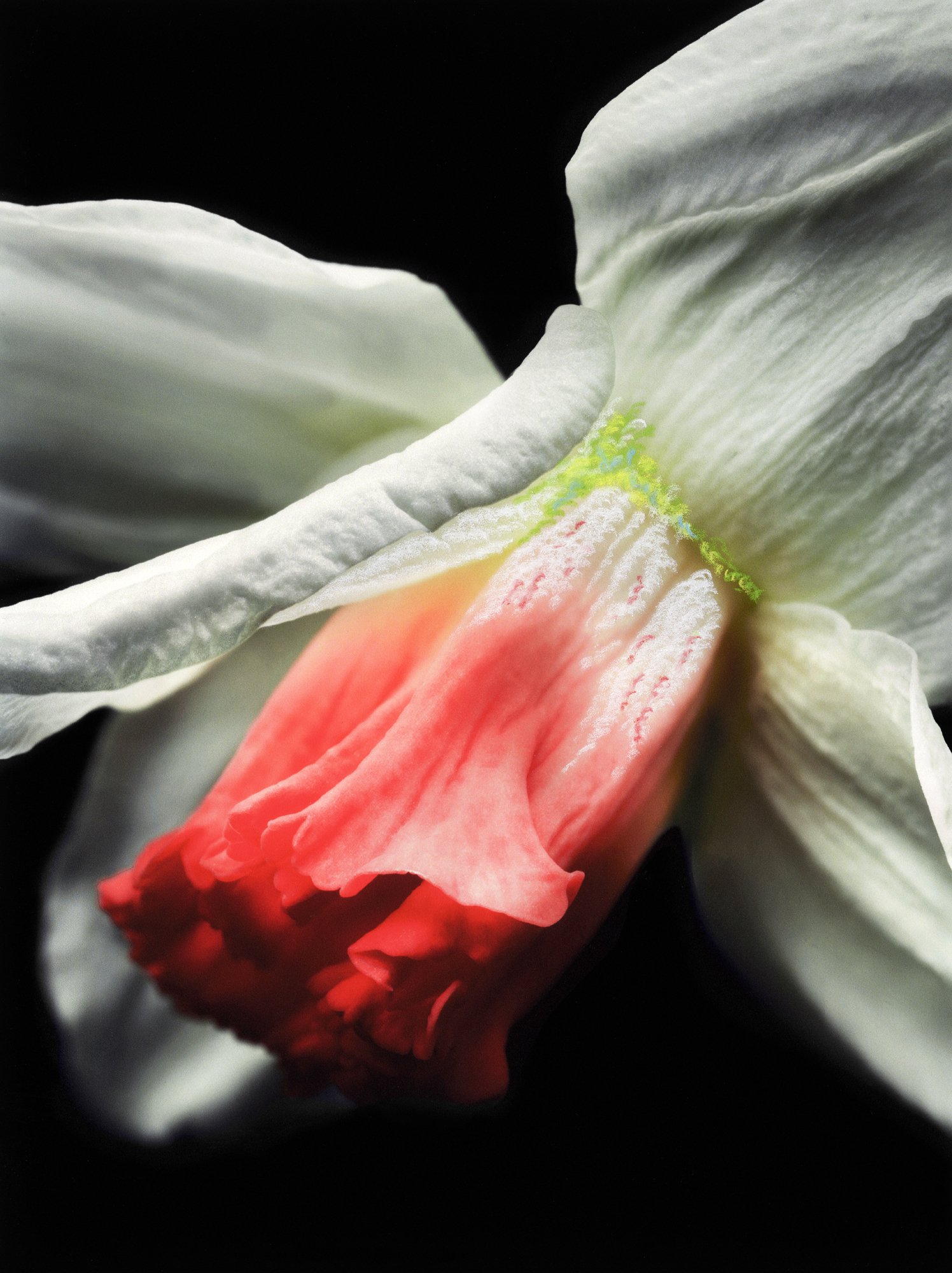 FLEURS_MYRIAM_CRAYONS 10.jpg