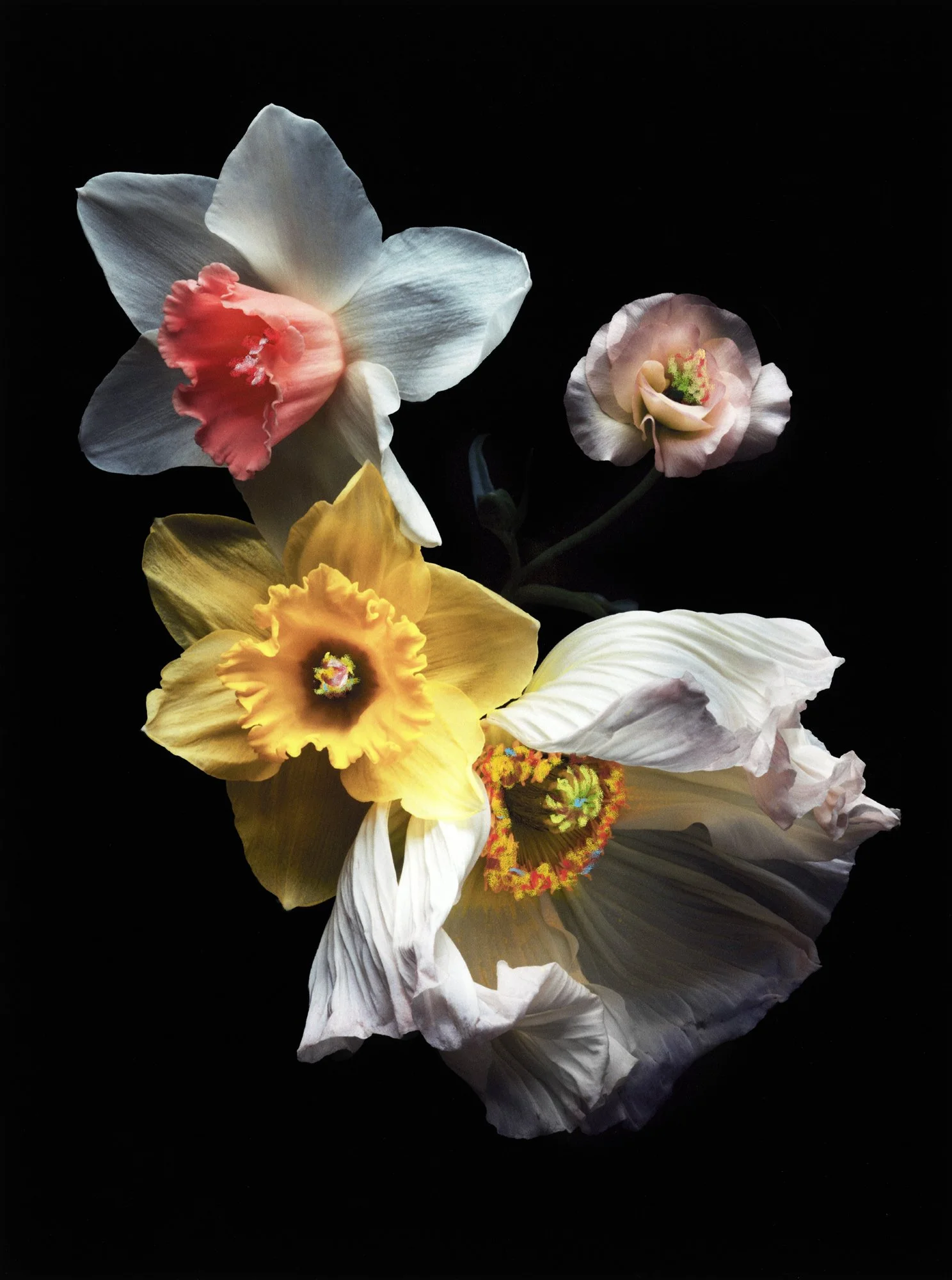 FLEURS_MYRIAM_CRAYONS 7.jpg