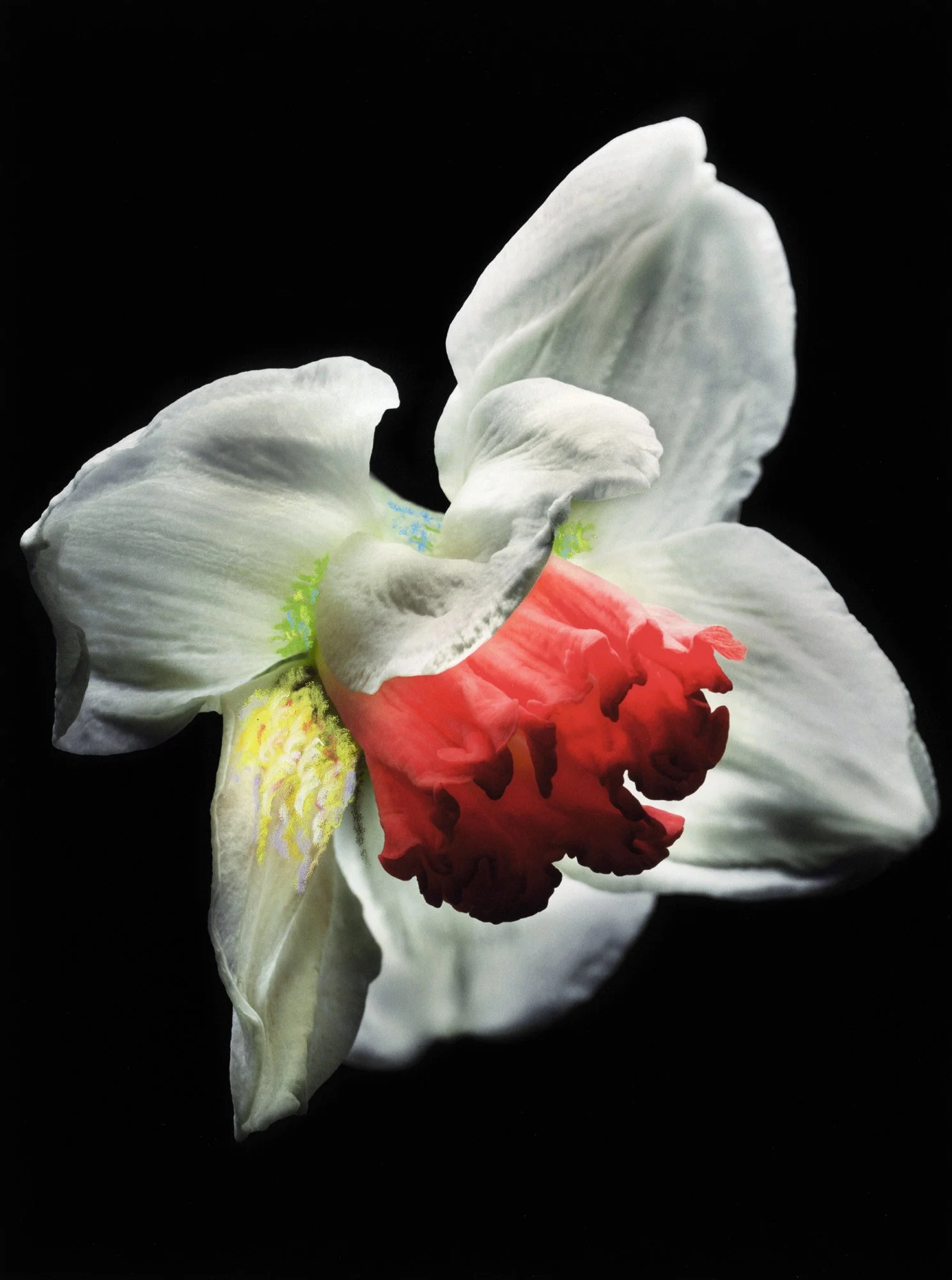 FLEURS_MYRIAM_CRAYONS 9.jpg