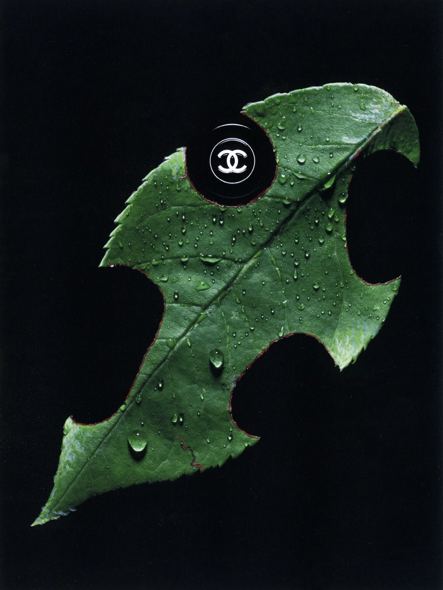 FEUILLE_PARFUM 1.jpg