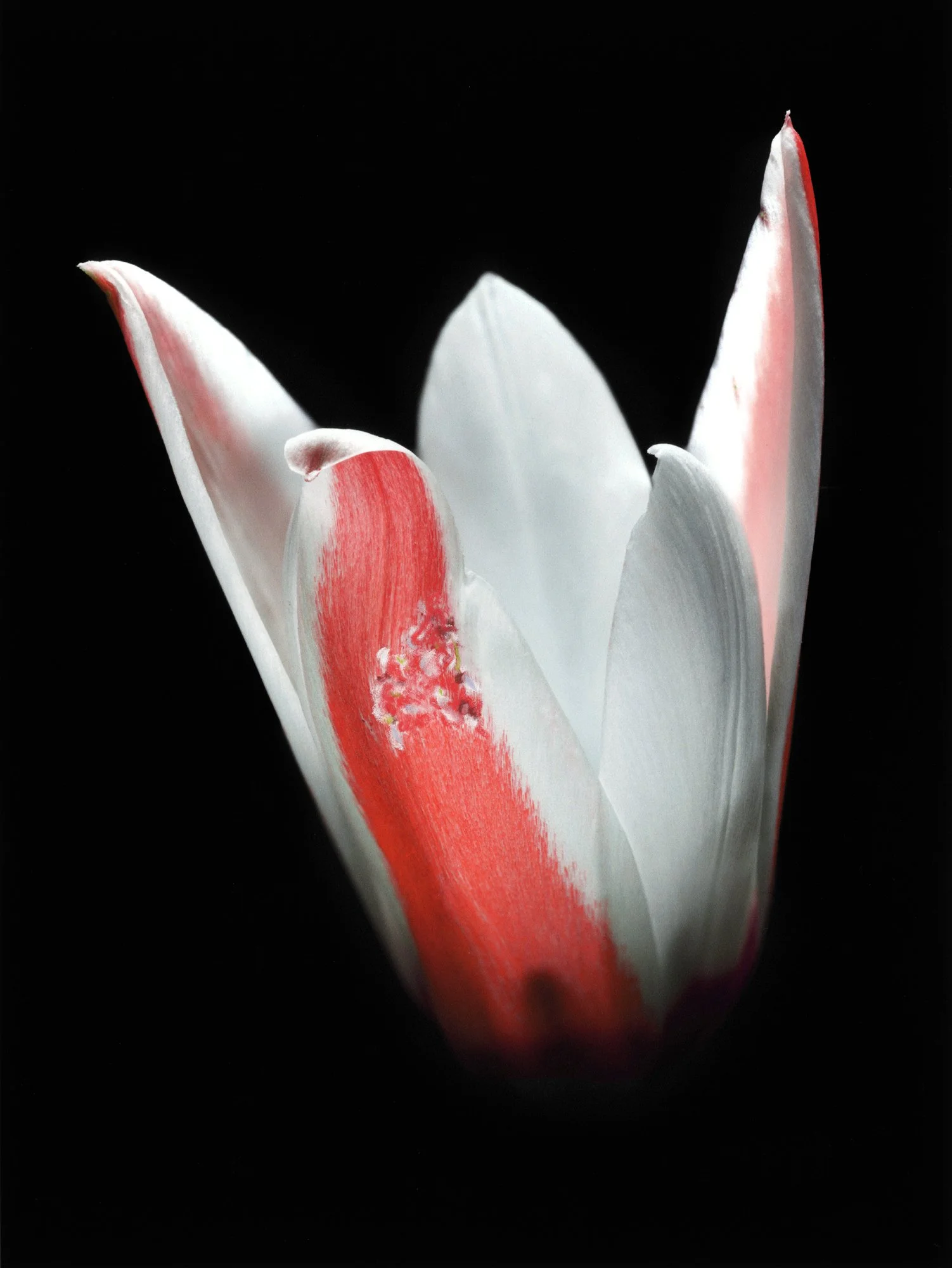 FLEURS_MYRIAM_CRAYONS 2.jpg