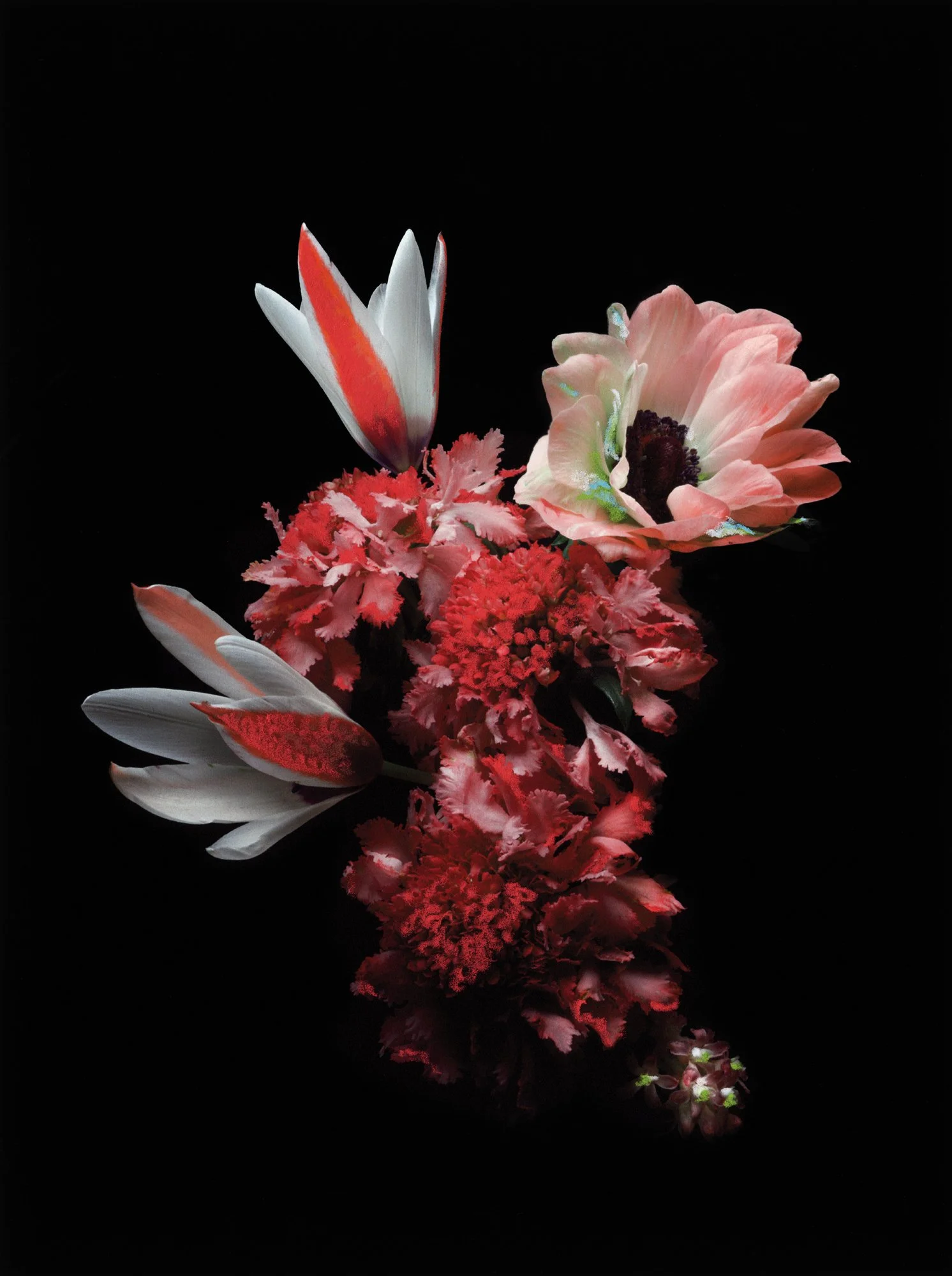 FLEURS_MYRIAM_CRAYONS 0.jpg