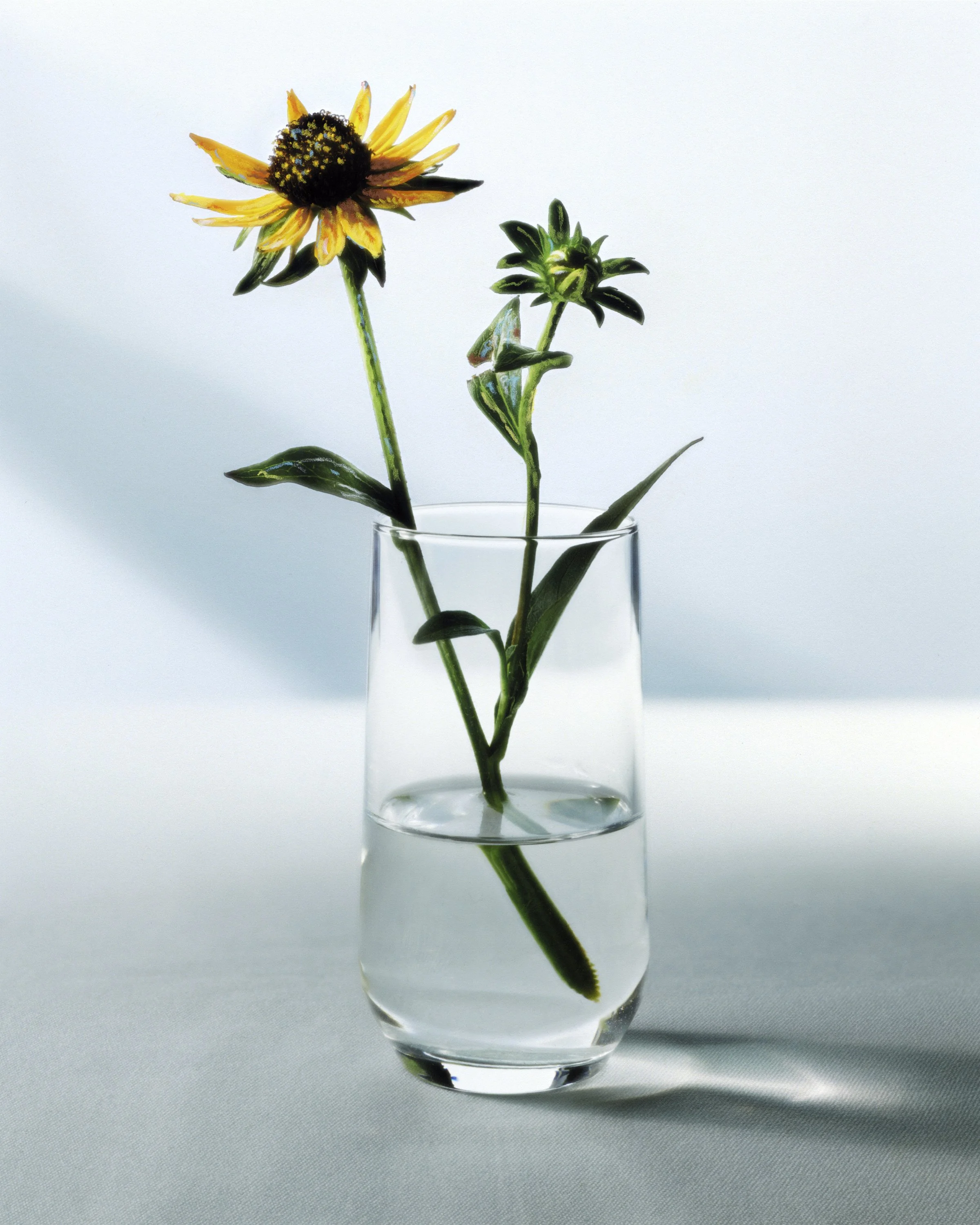 RUDBECKIA_V01_ACHILLELAPLANTELEBRUN_RVB.jpg