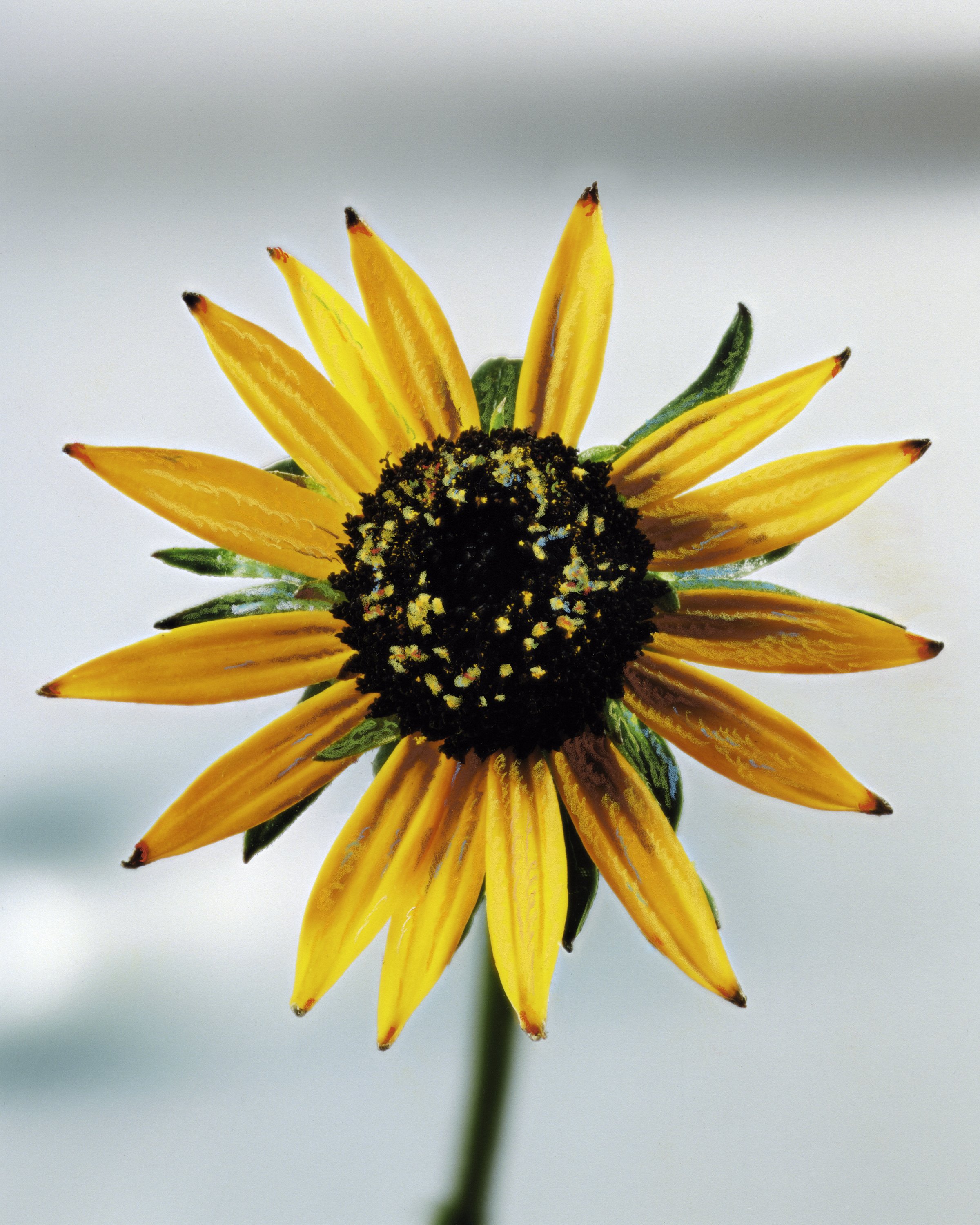 RUDBECKIA_V02_ACHILLELAPLANTELEBRUN_RVB.jpg