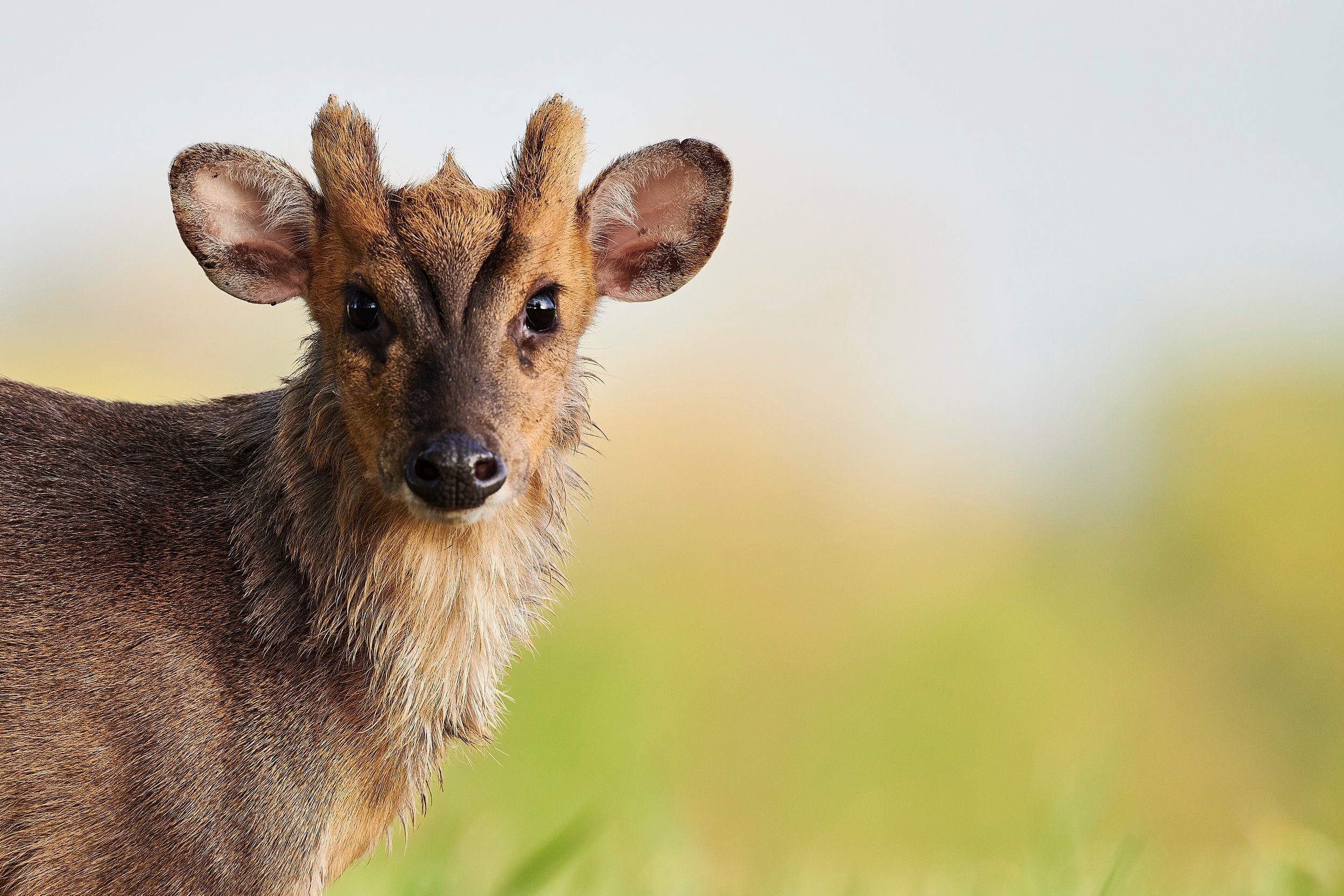 Male Muntjac deer