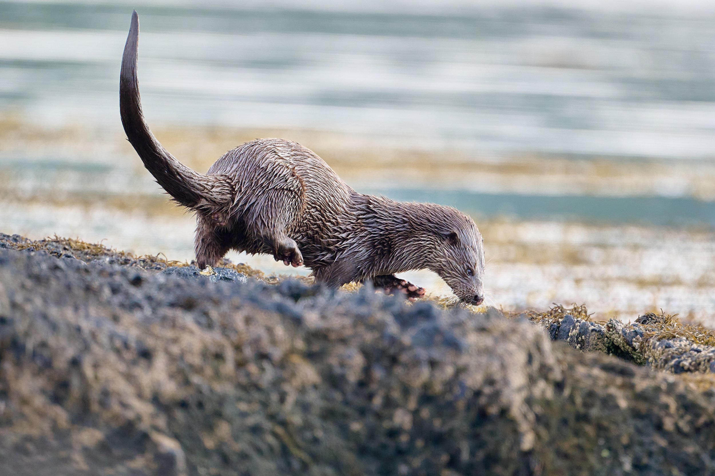 Otter checking scents after sprainting on a nearby rock. Keillmore Argyll and Bute
