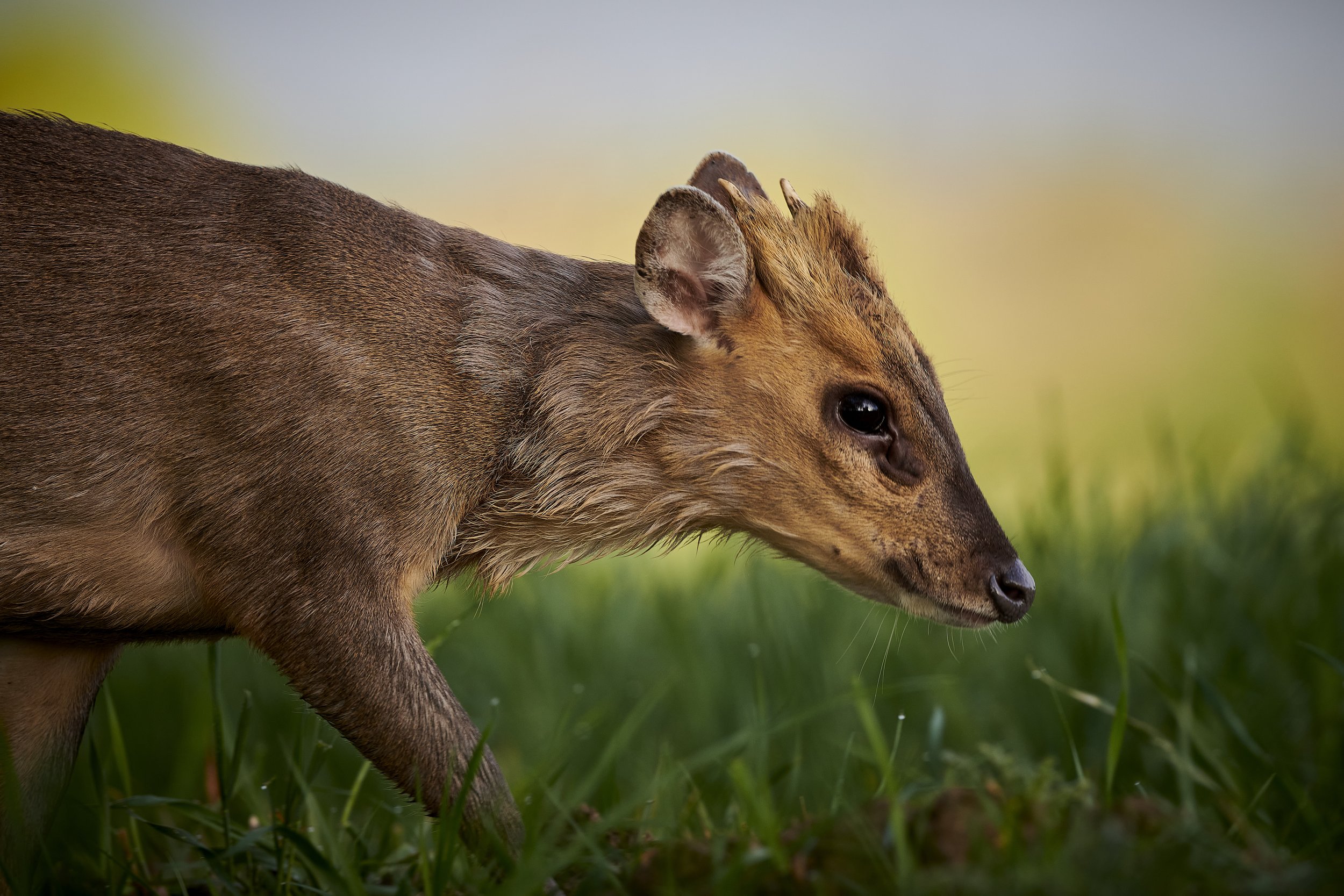 Male muntjac deer in gorgeous spring morning light