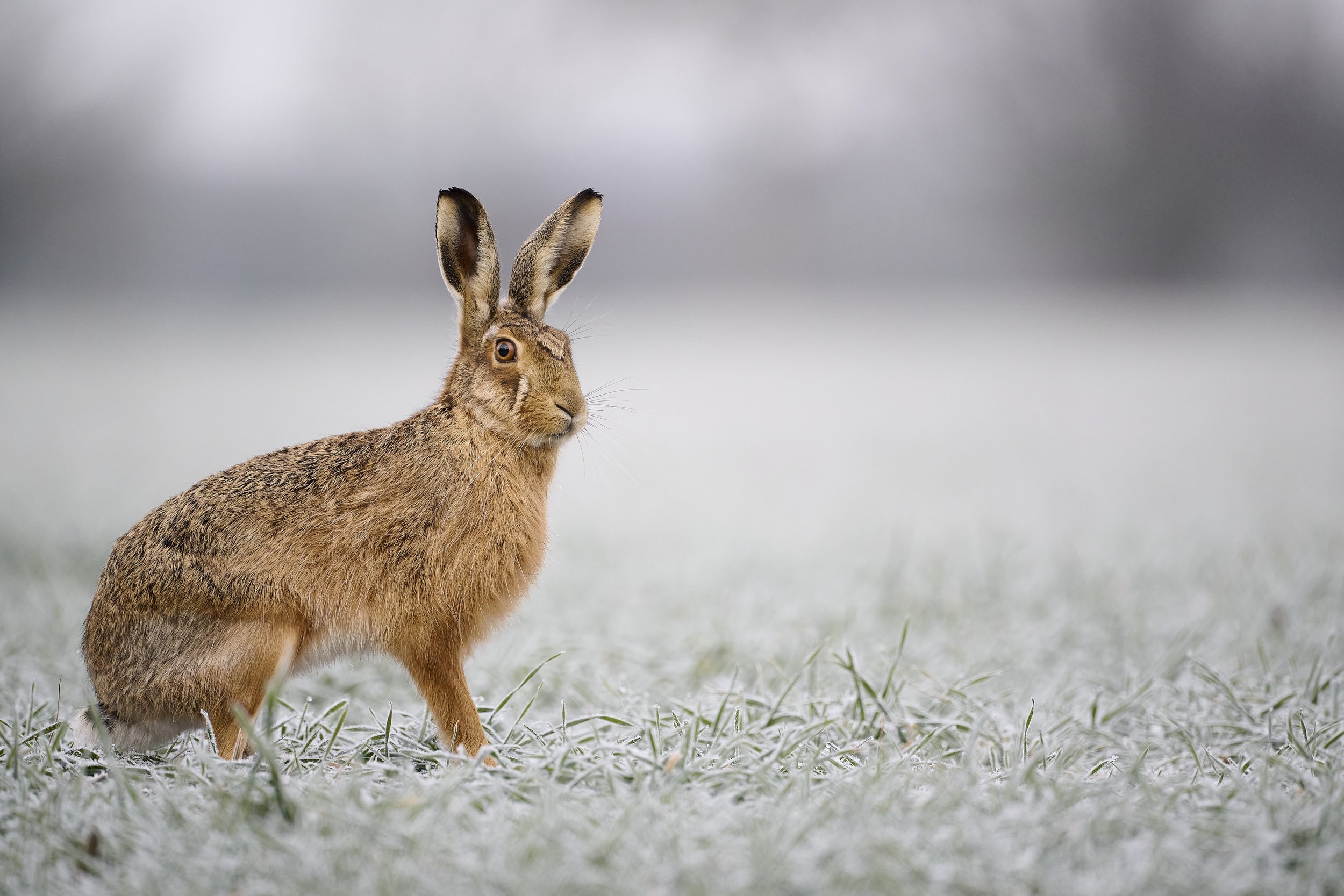 Iced Hare captured in the heavy frost during March 2023