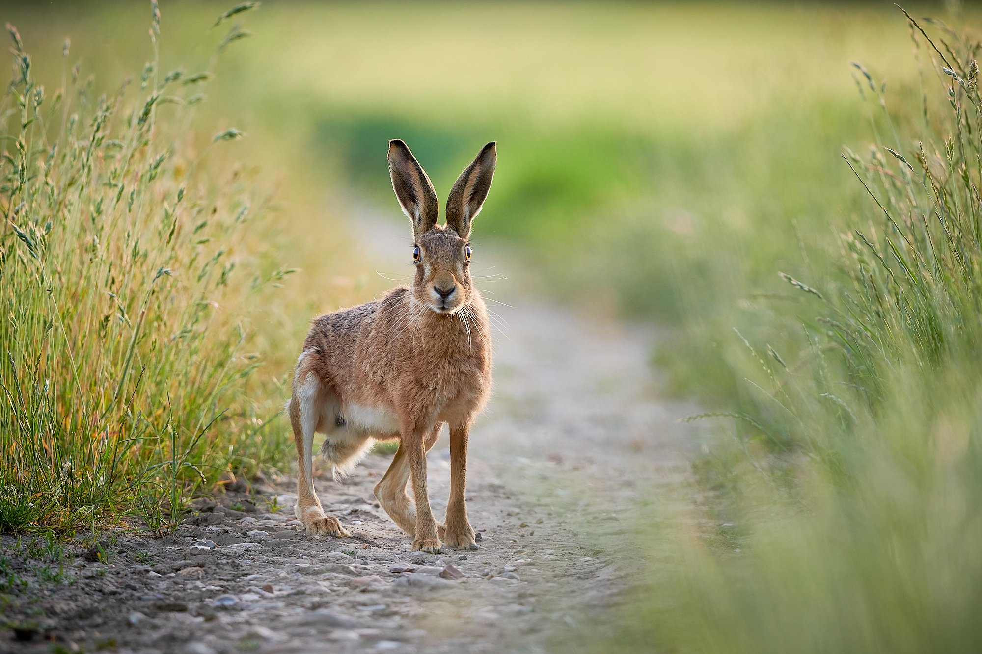 Hare on farm track in summer golden hour