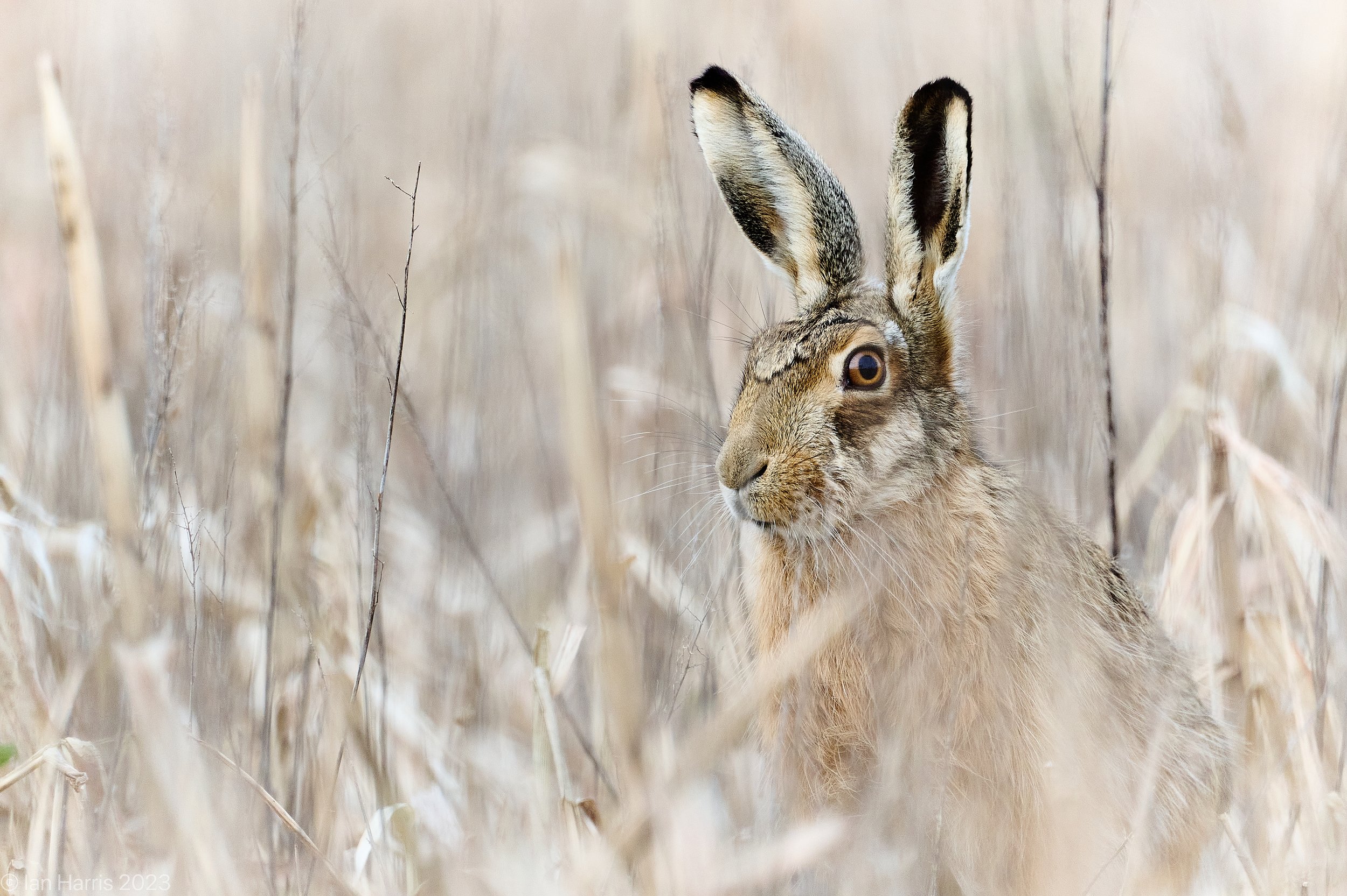 Covered Hare; captured in a dead game cover crop in early spring 2023