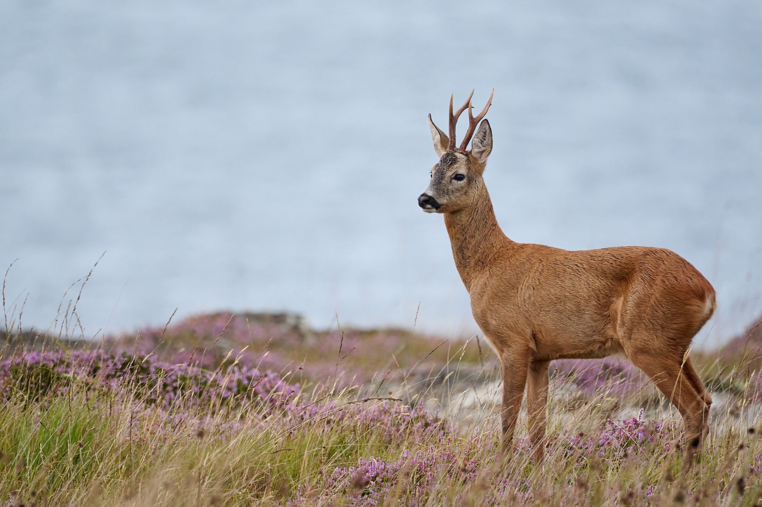 Roe buck looking for females in the rut. Keillmore Argyll and Bute