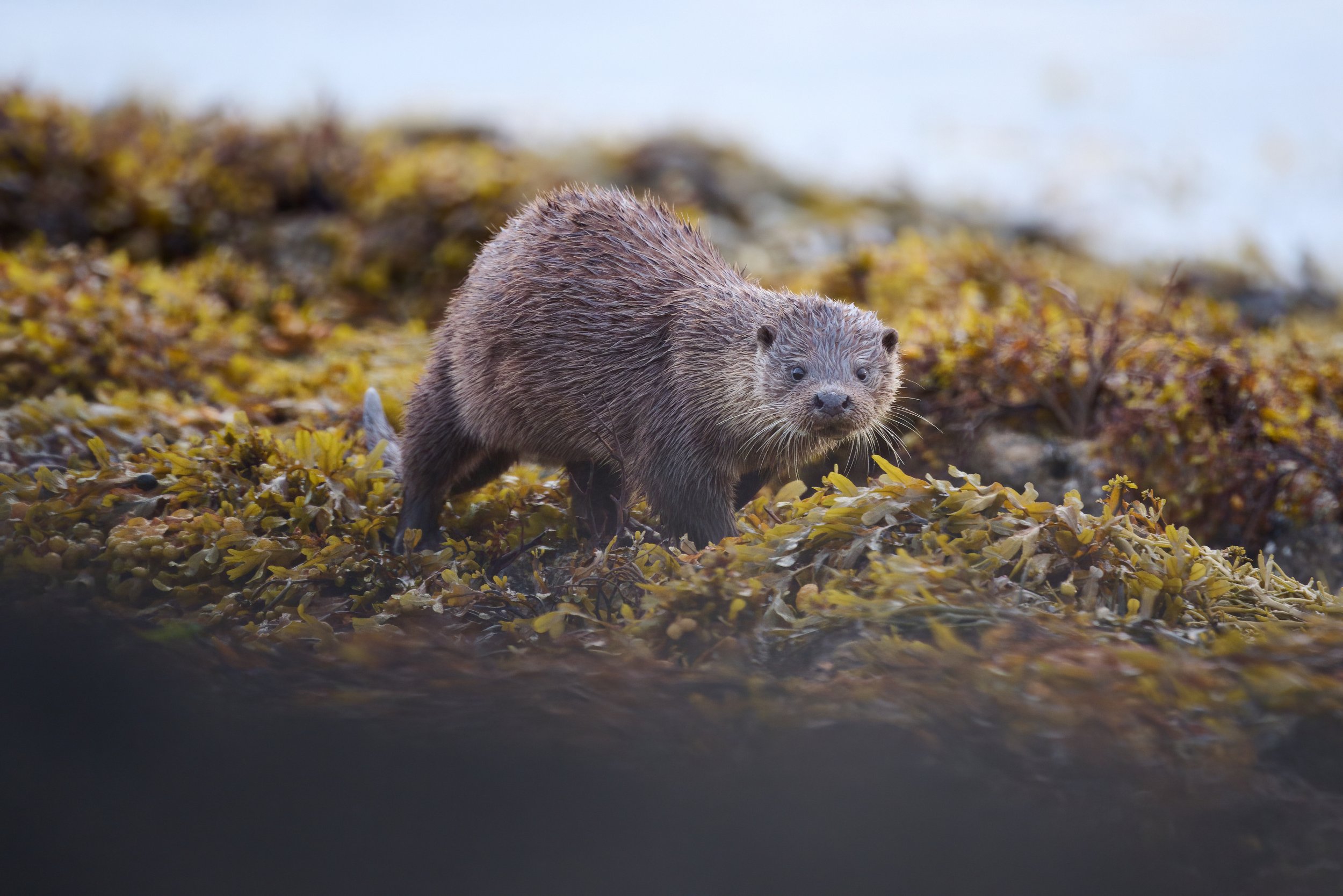 Otter walking in the bladderwrack along the shore. Keillmore Argyll and Bute