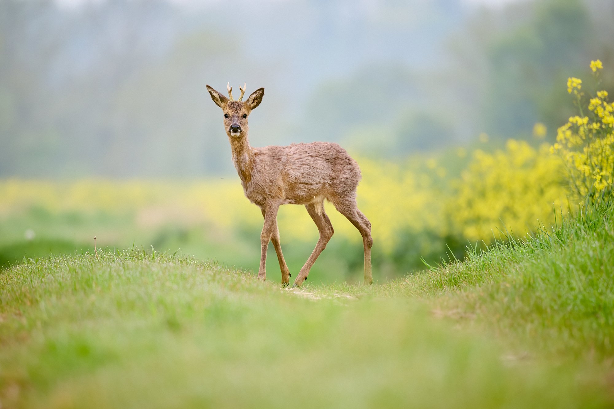 Young roe buck on farm track in April