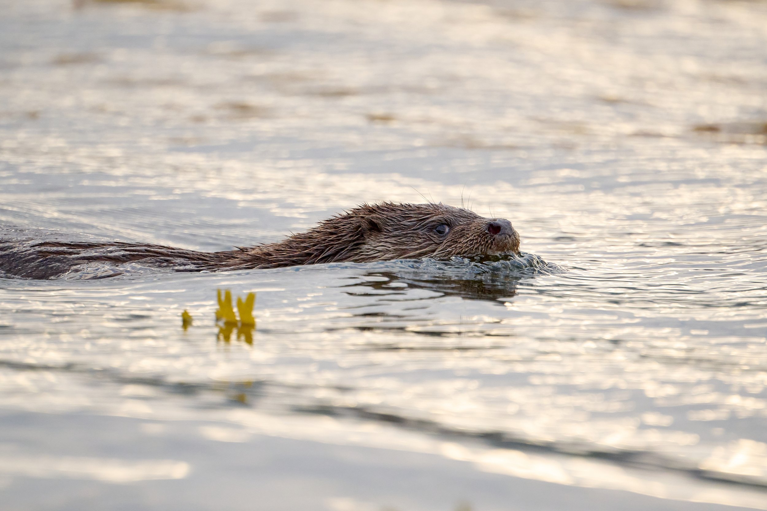 A sideways stare from an Otter as it swims close to the shore. Keillmore Argyll and Bute