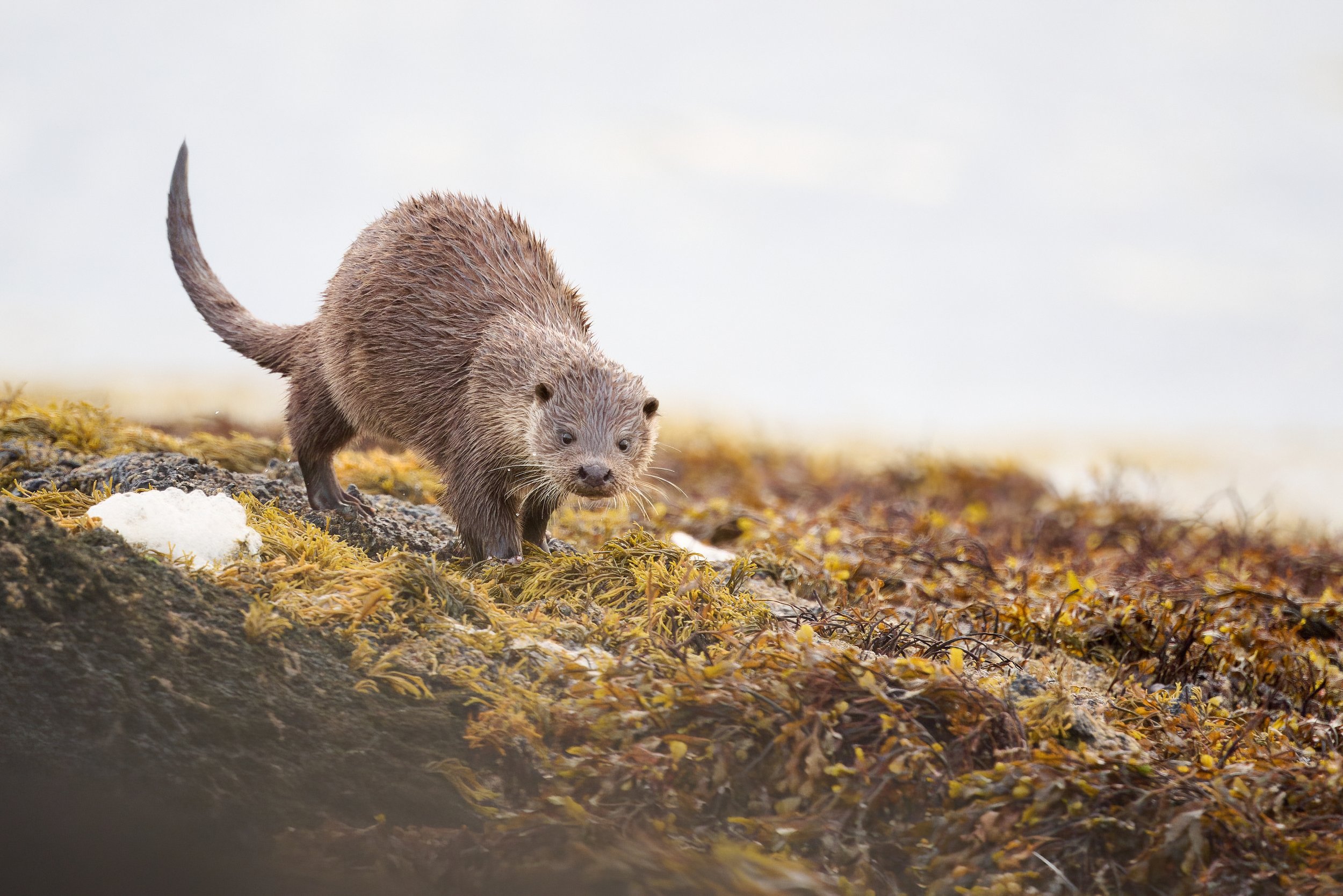 Otter at Keillmore Argyll and Bute