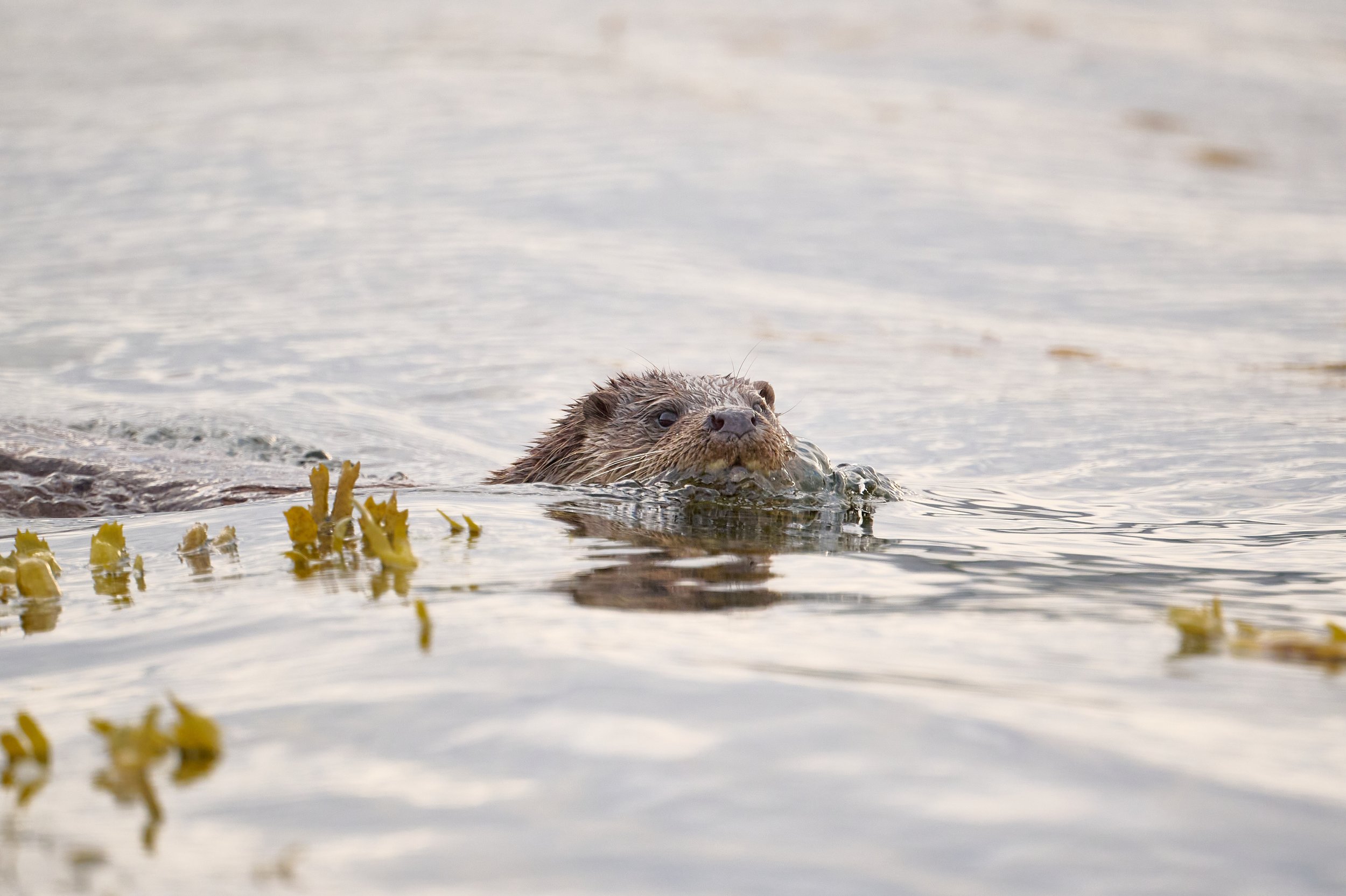 Otter carefully watching me as it swims by; Keillmore Argyll and Bute