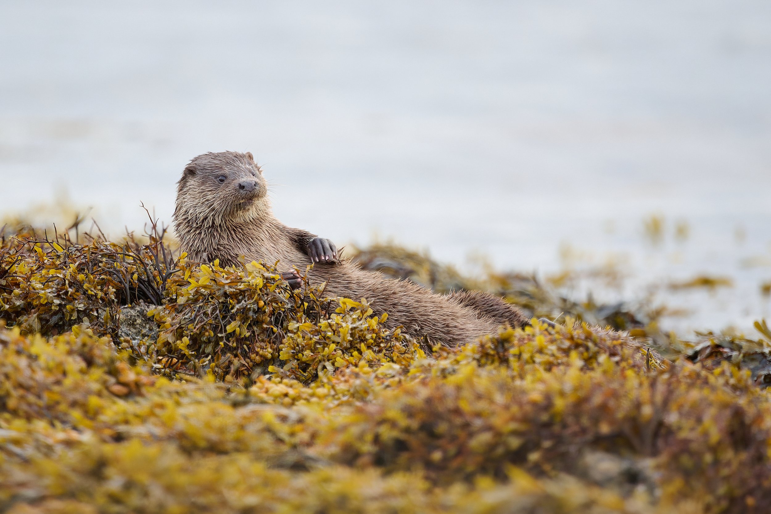 Otter playing in the seaweed. Keillmore Argyll and Bute