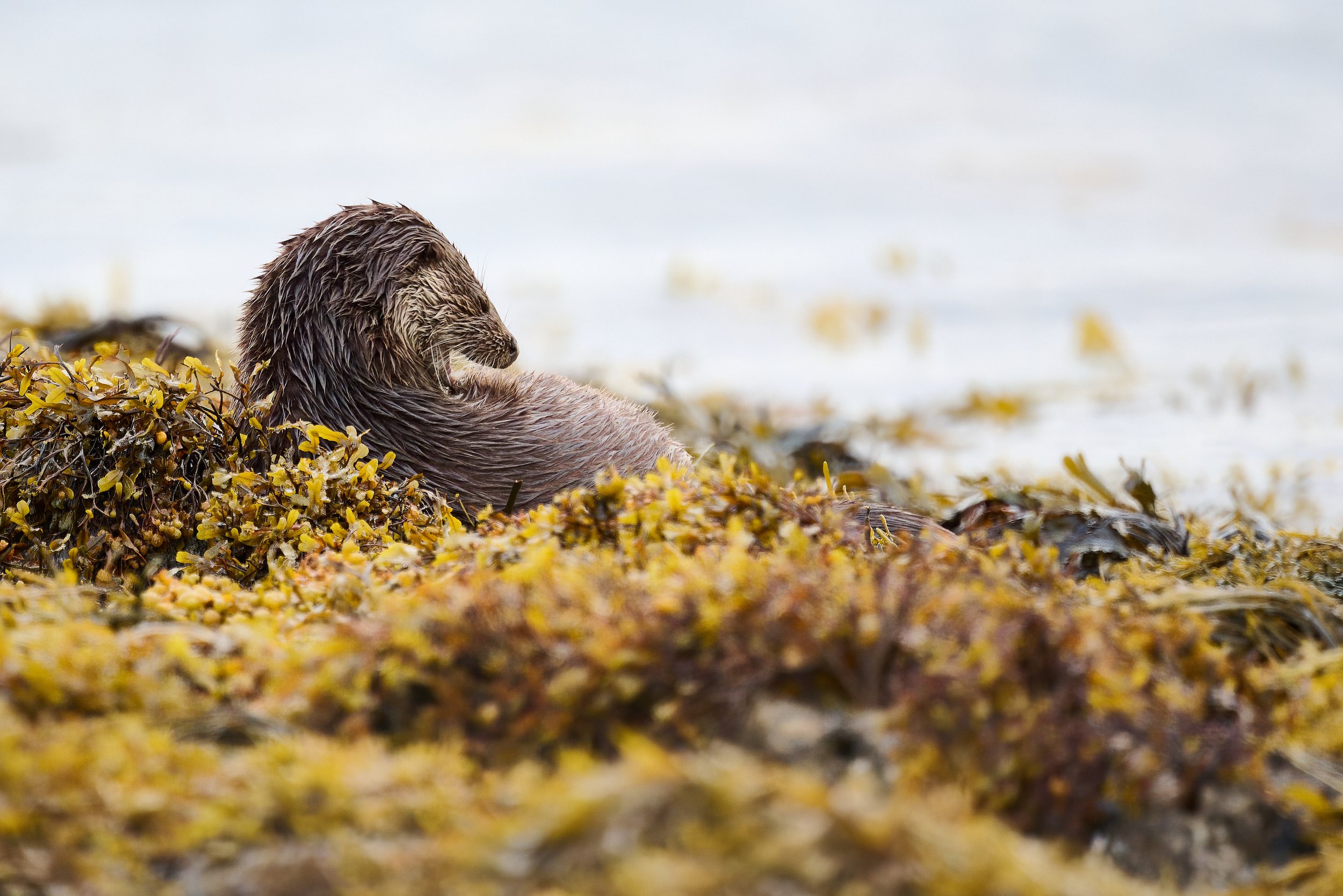 Otter preening in the seaweed. Keillmore Argyll and Bute