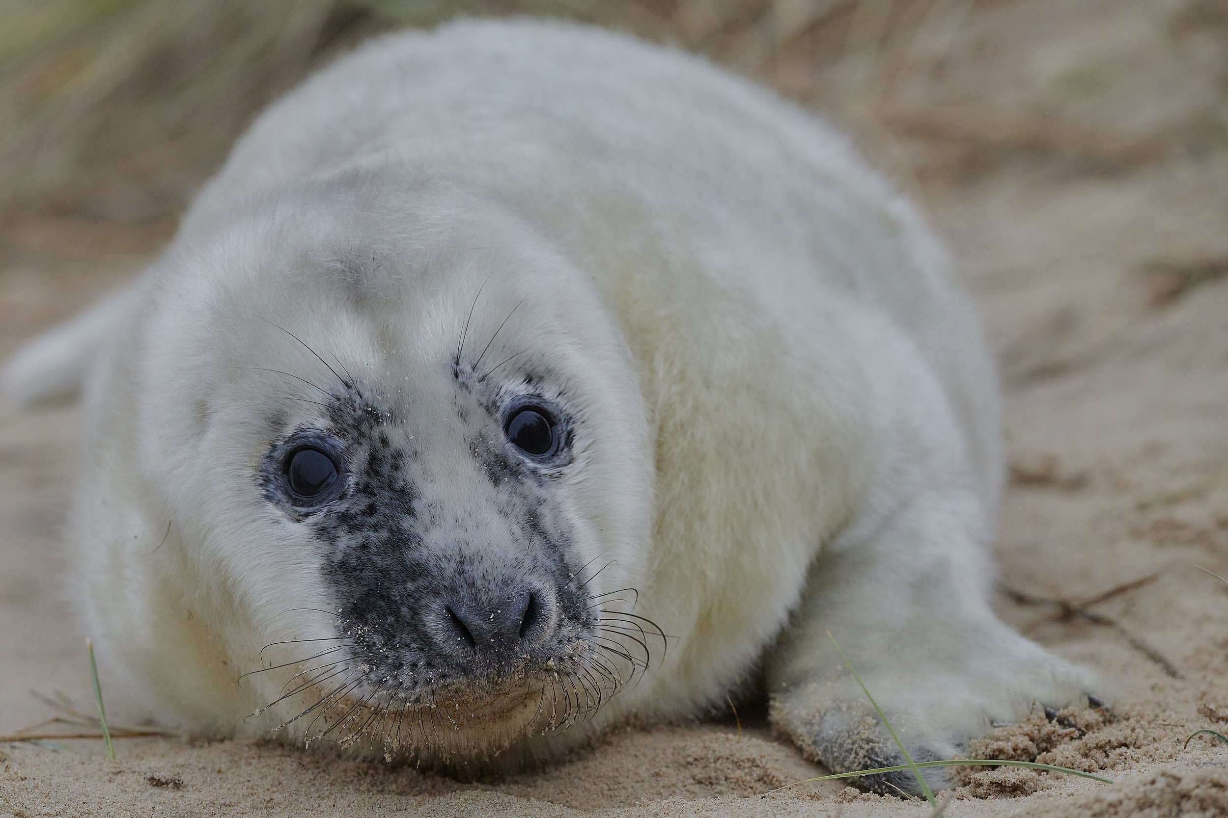 Grey Seal pup captured in the sand dunes at Winterton-on-sea Norfolk, December 2021