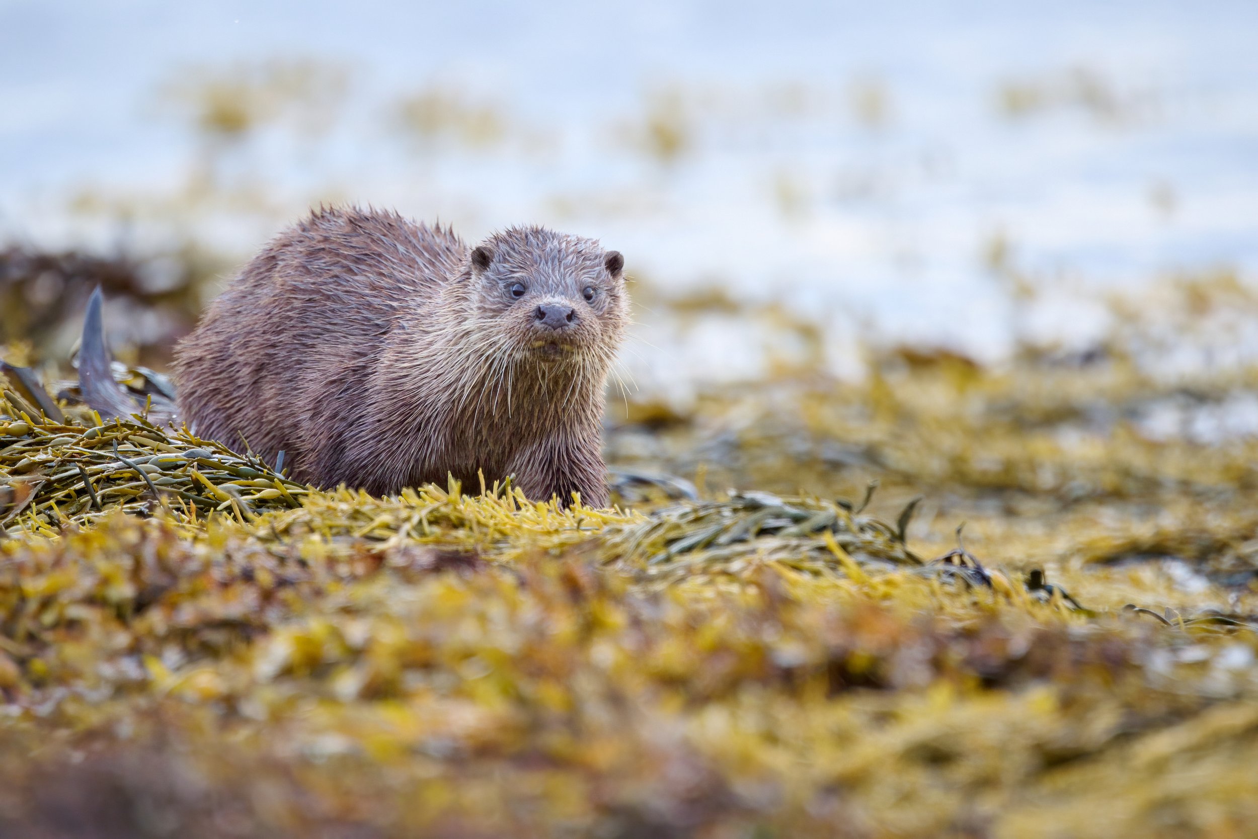 Otter moving along the shoreline; Keillmore Argyll and Bute