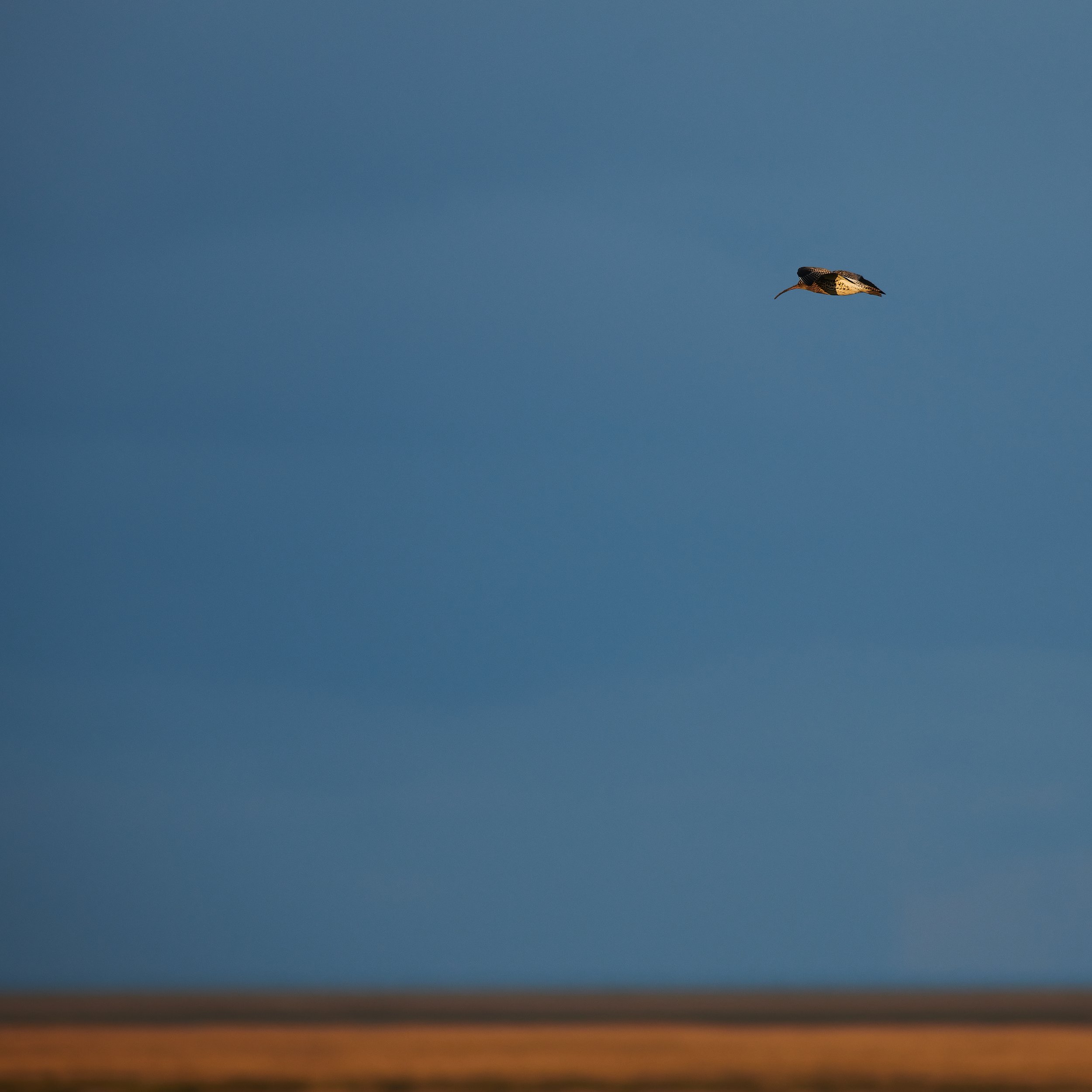 Curlew illuminated in the dying rays of the setting sun over the vast north norfolk marshes at Stiffkey