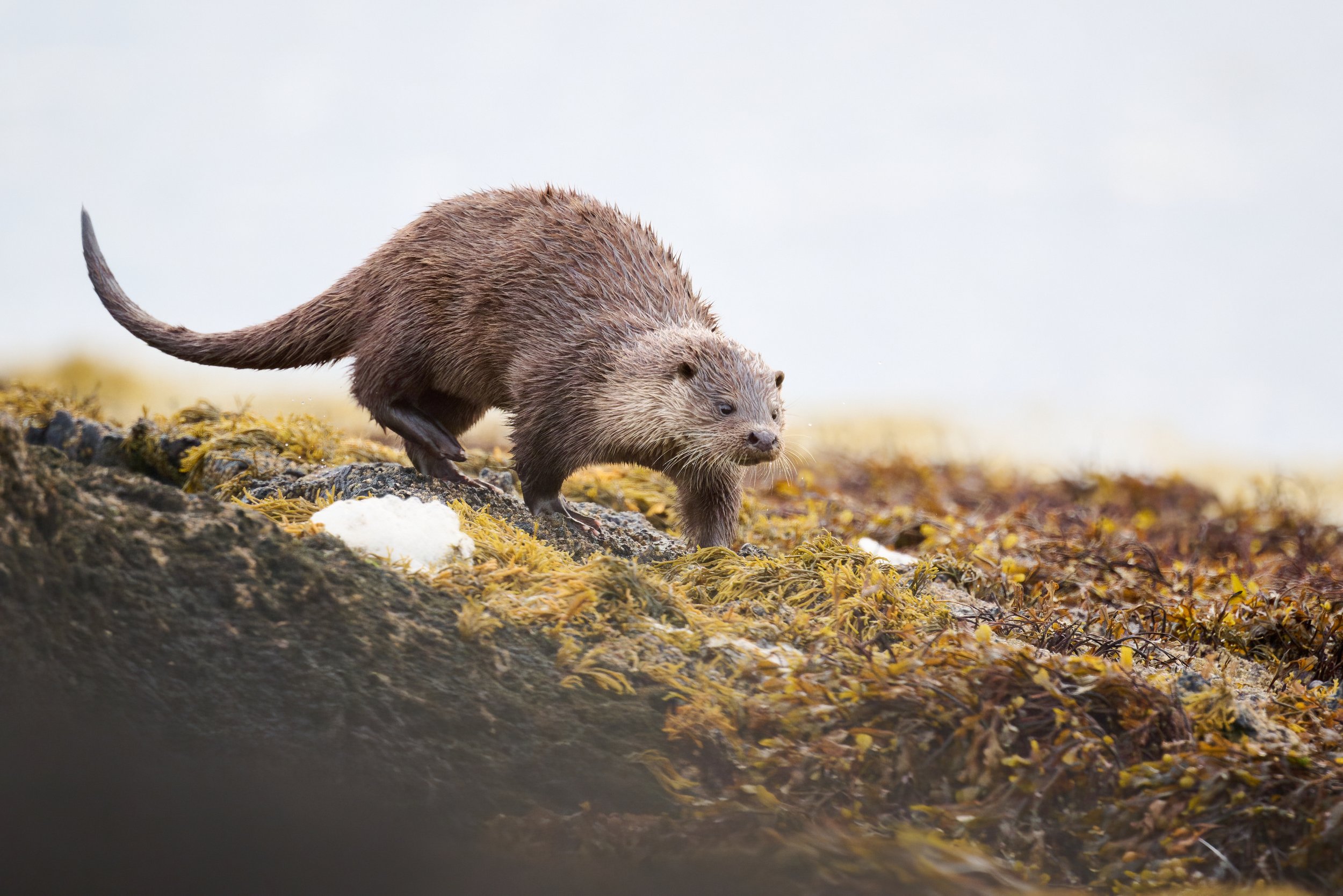Otter at Keillmore Argyll and Bute