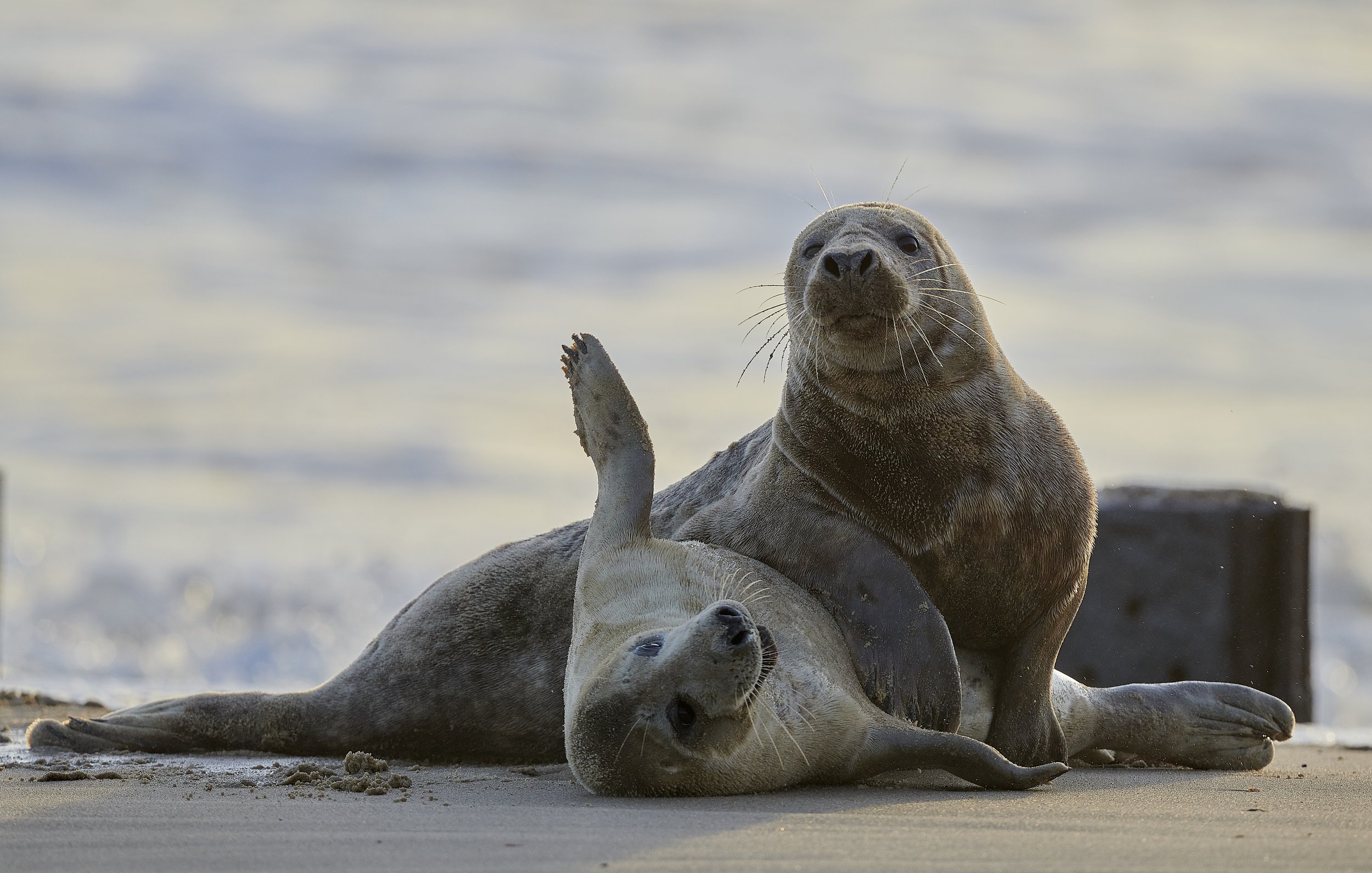 Surrender: Two young male grey seals play fighting at Horsey Gap, October 2021