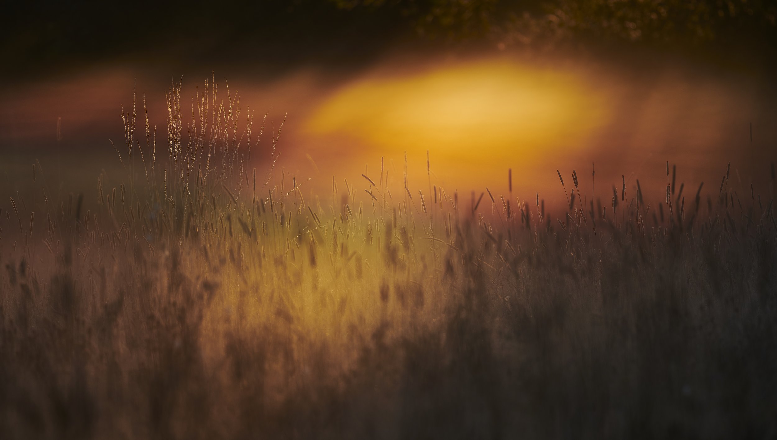 Refracted sunrise through mist on wild meadow in Norfolk