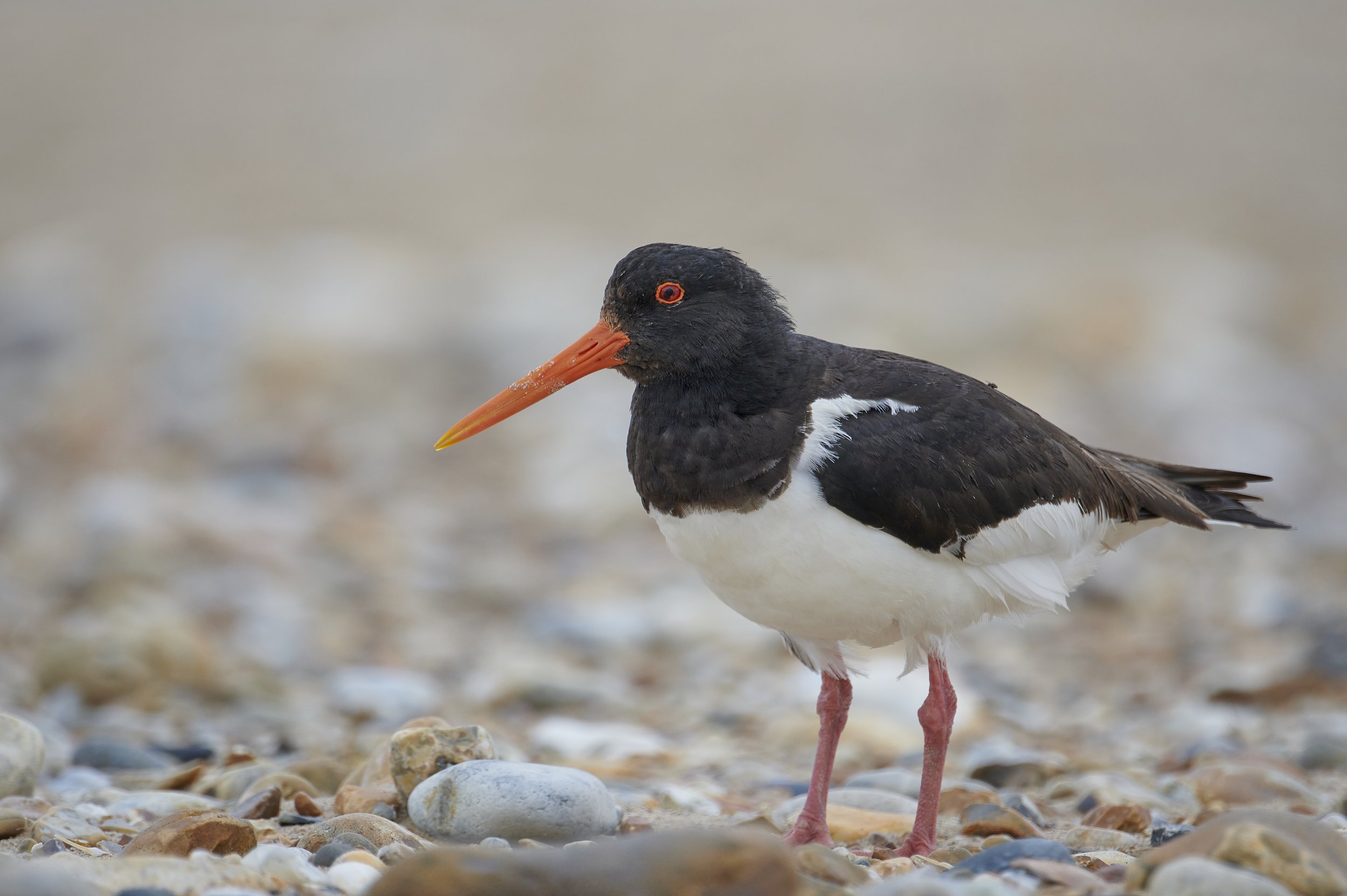 Oyster Catcher in the breeding season. Scolt Head Norfolk