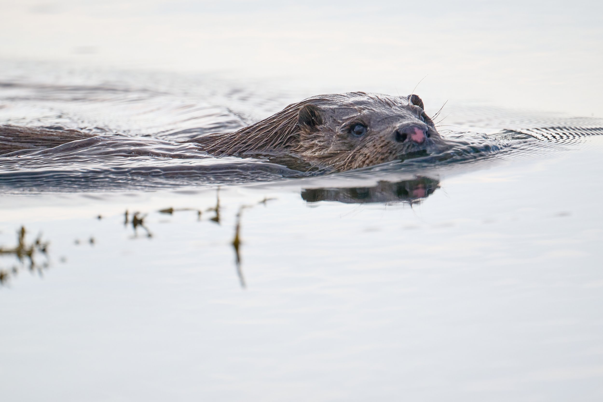 Otter swimming along the shore line: Keillmore Argyll and Bute