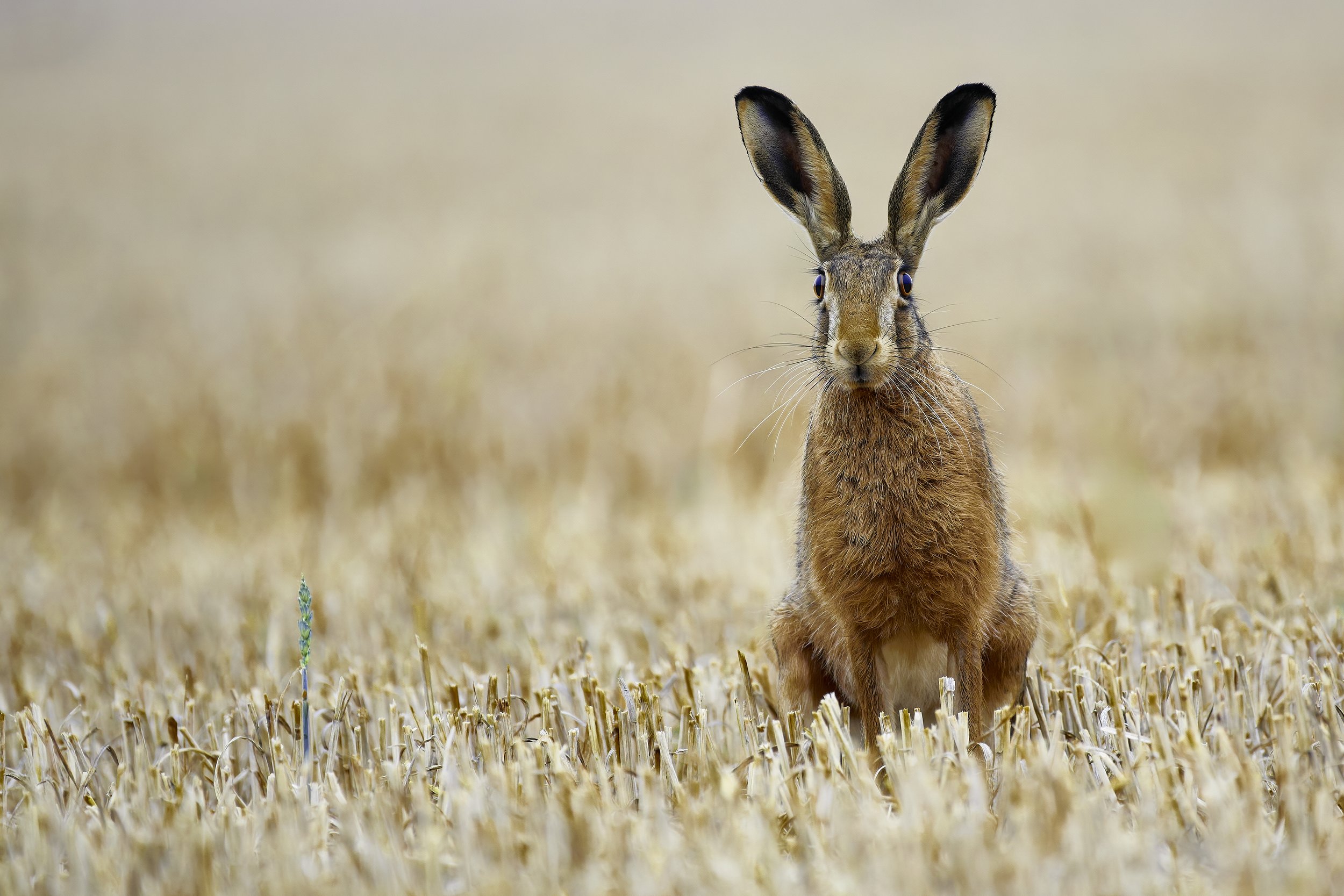 A young not fully adult hare in winter barley stubble in August