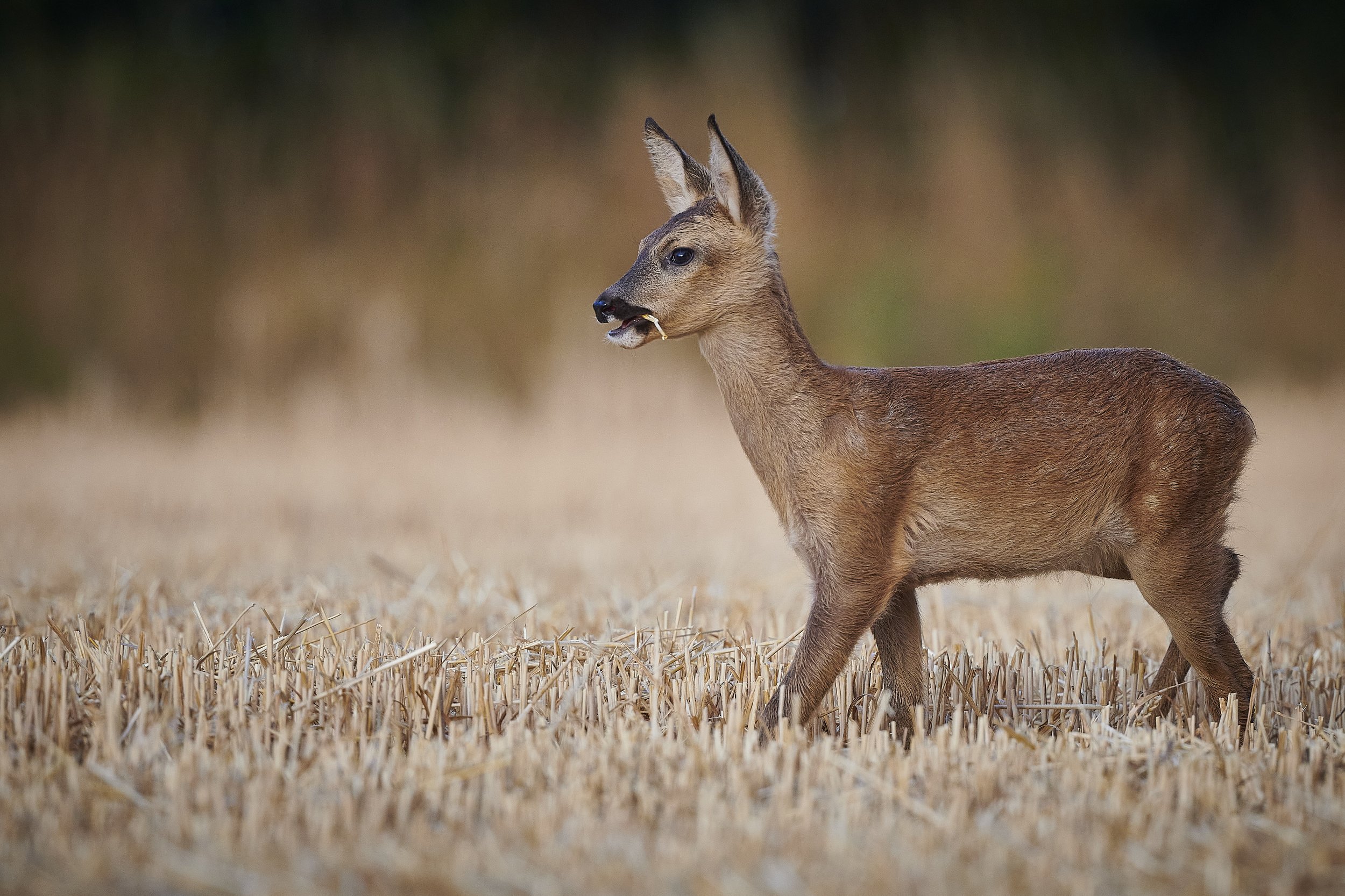 Roe deer fawn at 3 months old