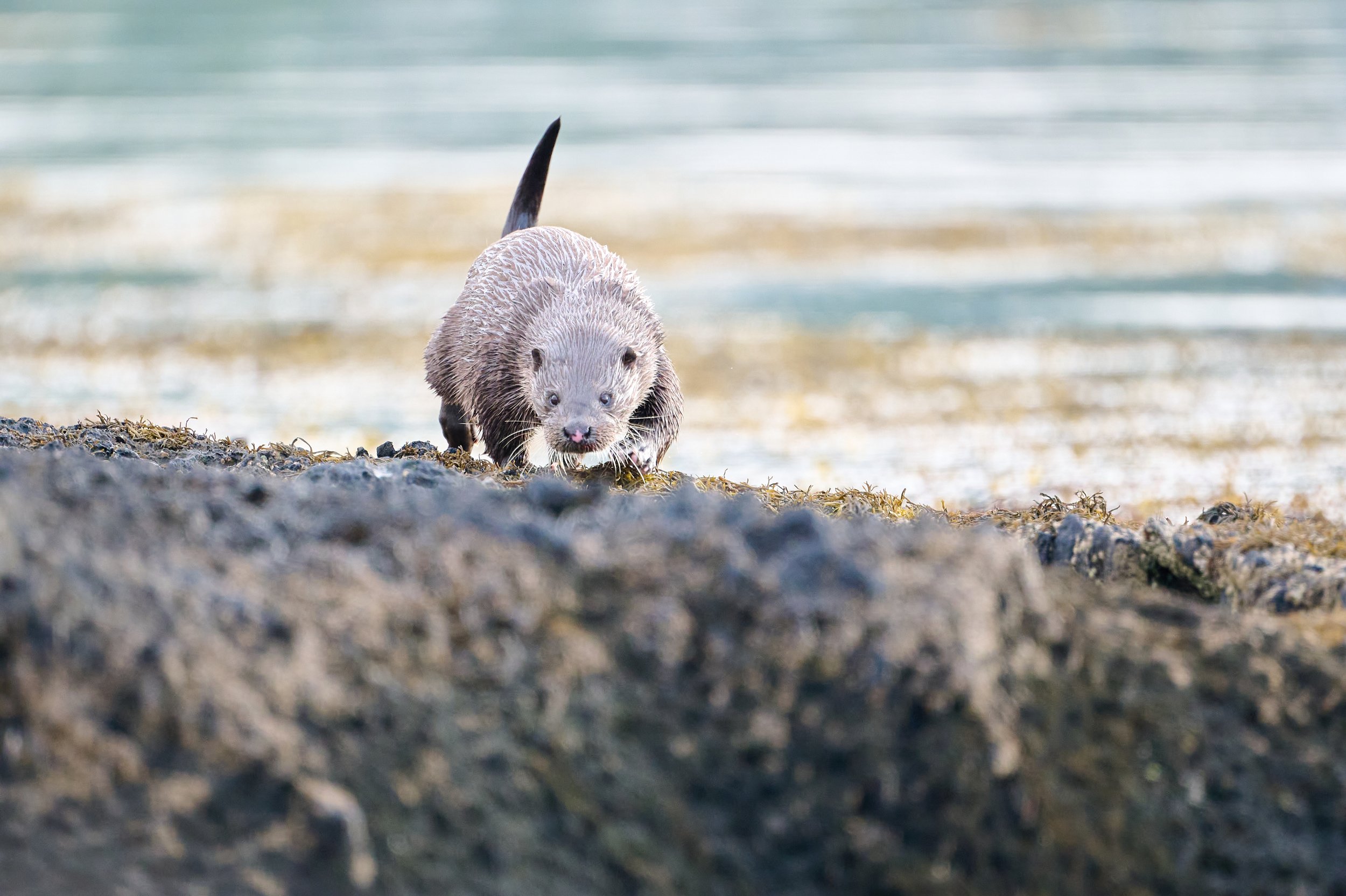 Otter moving along the shoreline before sprainting on a nearby rock. Keillmore Argyll and Bute